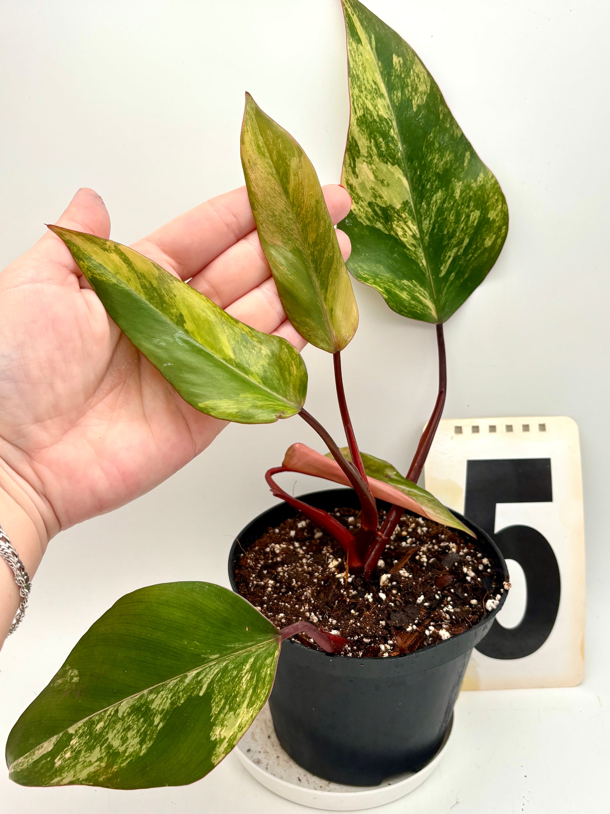 Philodendron Strawberry Shake - Exotic-Flowers