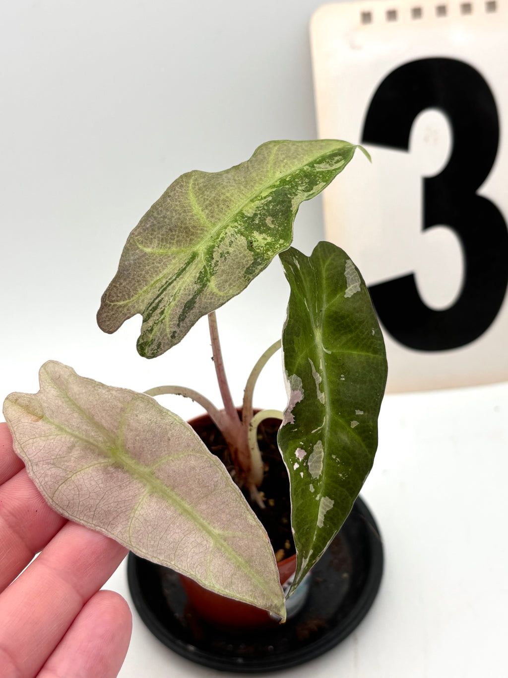 Alocasia Polly Variegata ‚Snowflake‘ von Exotic-Flowers, große grüne Blätter mit weißen Variegationen, Pflanzen im Topf.