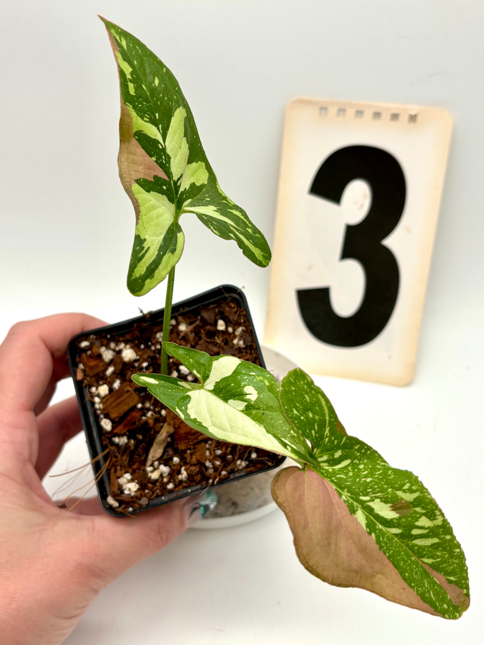 Syngonium Red Spot Tricolor