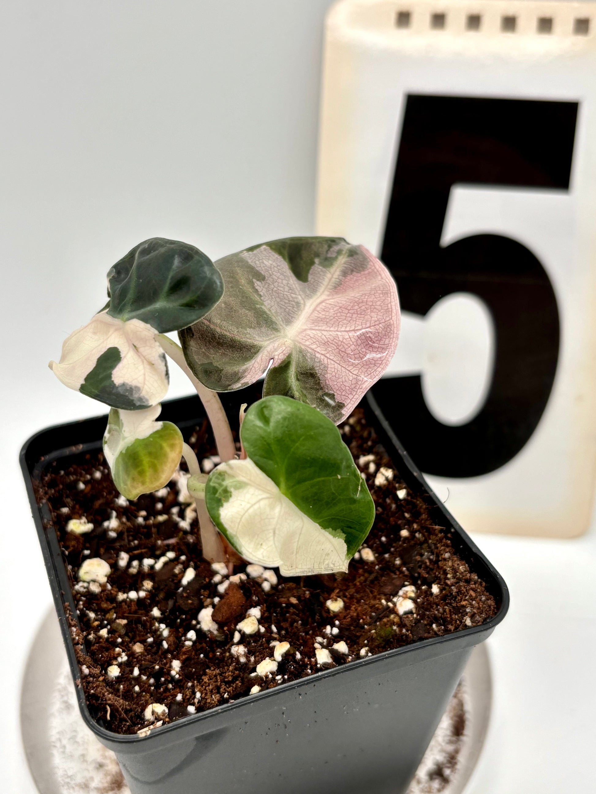 Alocasia Balloon Heart Variegata