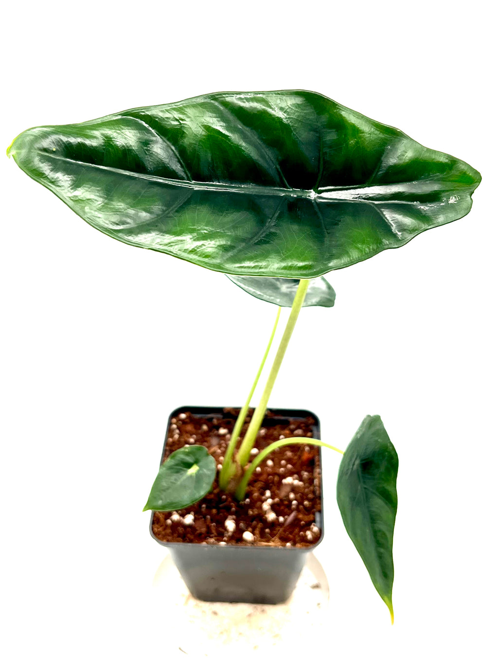 Alocasia Venusta