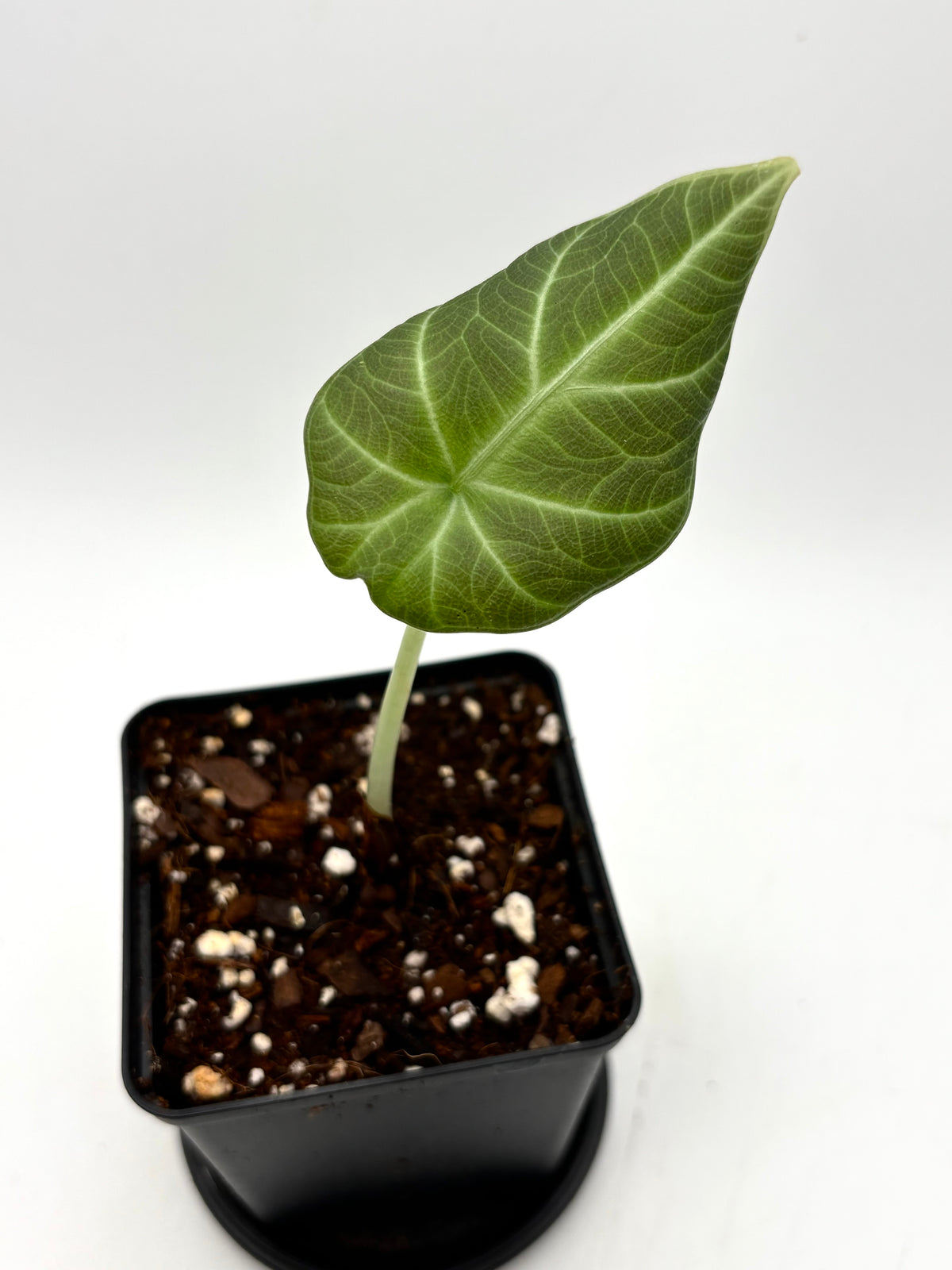 Große Alocasia Maharani Pflanze von Exotic-Flowers mit grünen, glänzenden Blättern und auffälligen, herzförmigen Laubblättern
