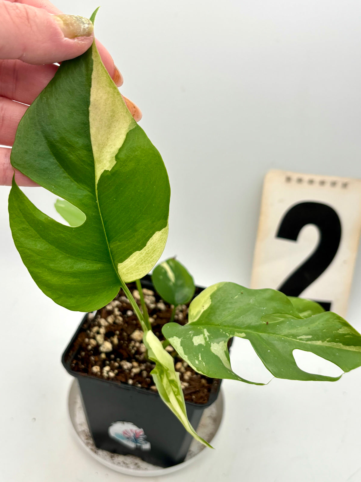 Rhaphidophora Tetrasperma Albo Variegata, Monstera Minima, mit weißen und grünen Blättern, im Topf auf einem Holztisch.
