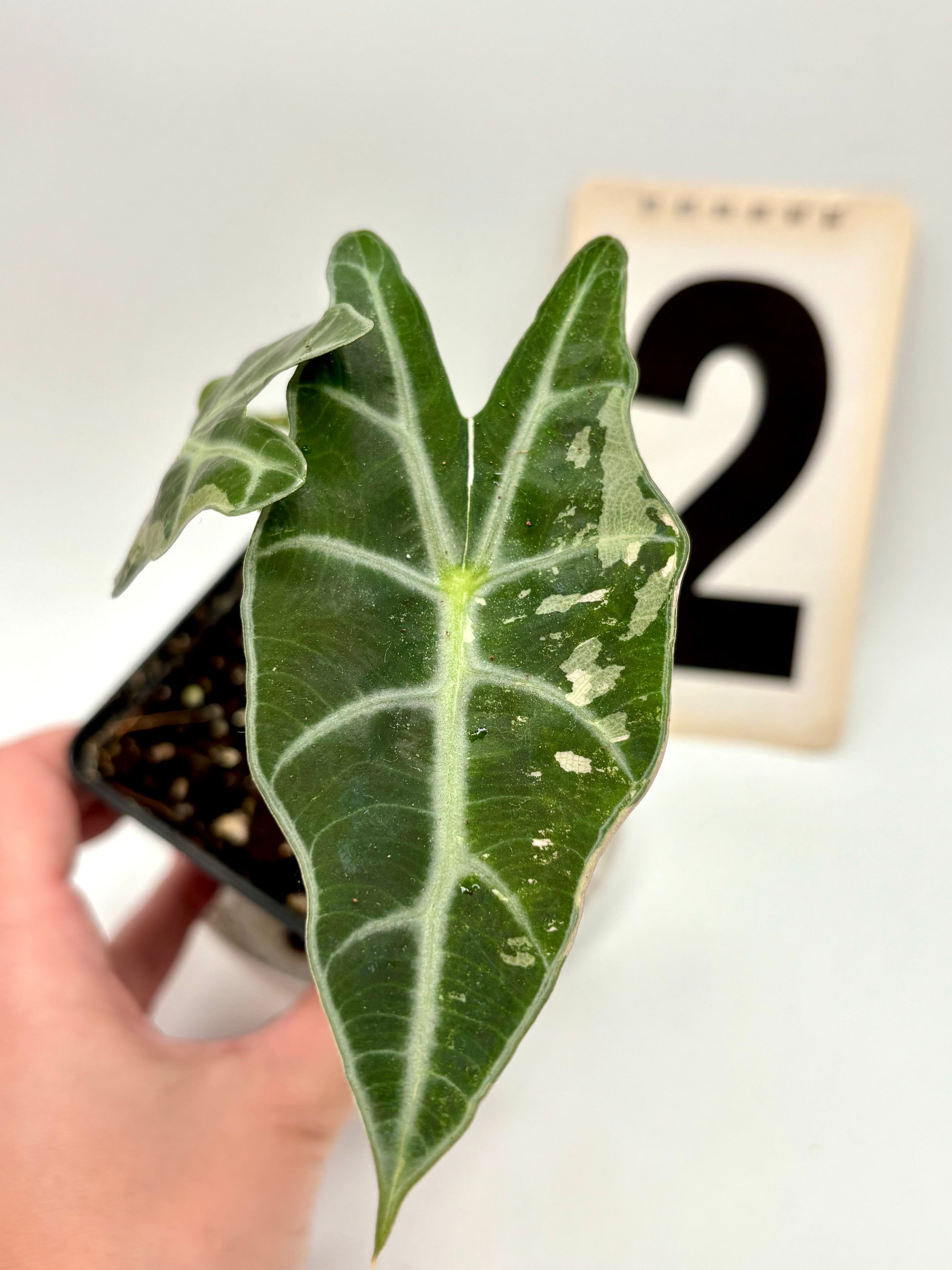 Alocasia Polly Variegata