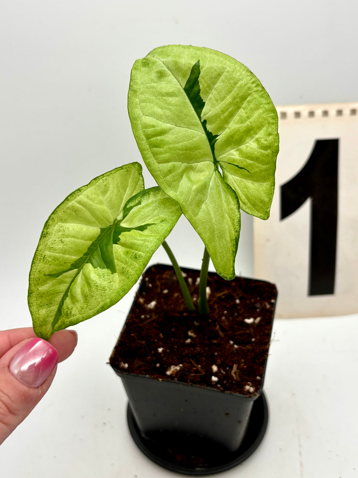 Grüner Syngonium Green Beauty Pflanze von Exotic-Flowers mit bunten, herzförmigen Blättern.