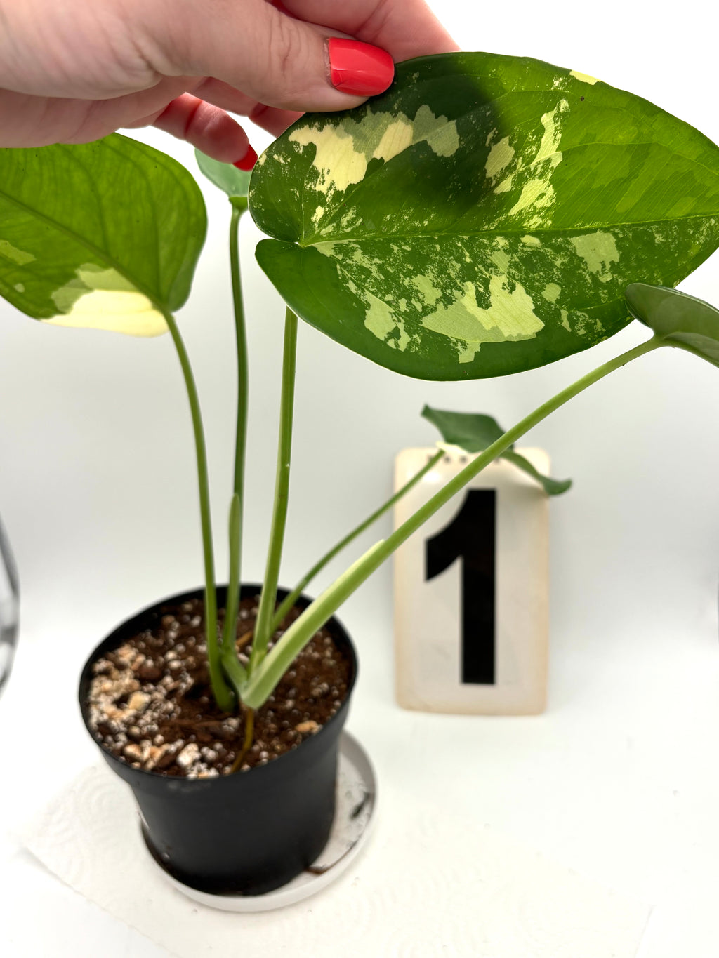 Syngonium Chiapense Variegata