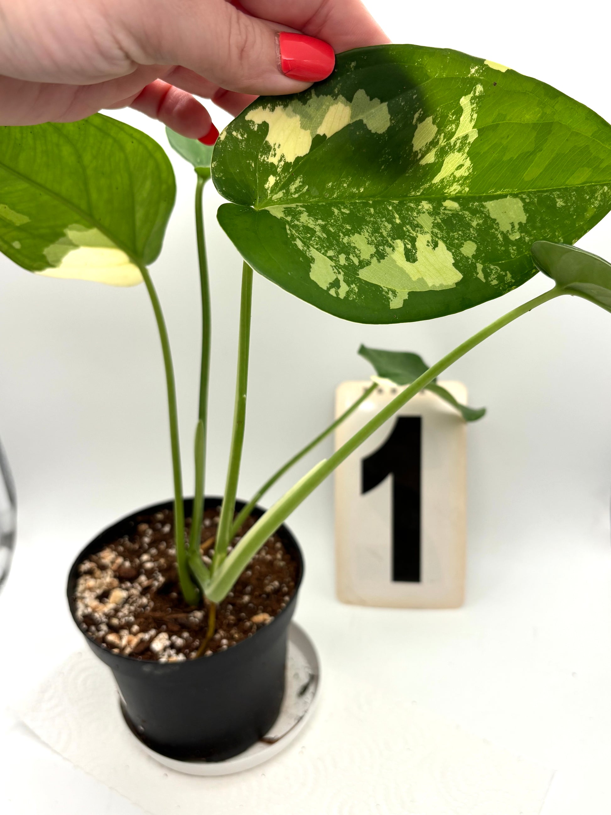 Syngonium Chiapense Variegata