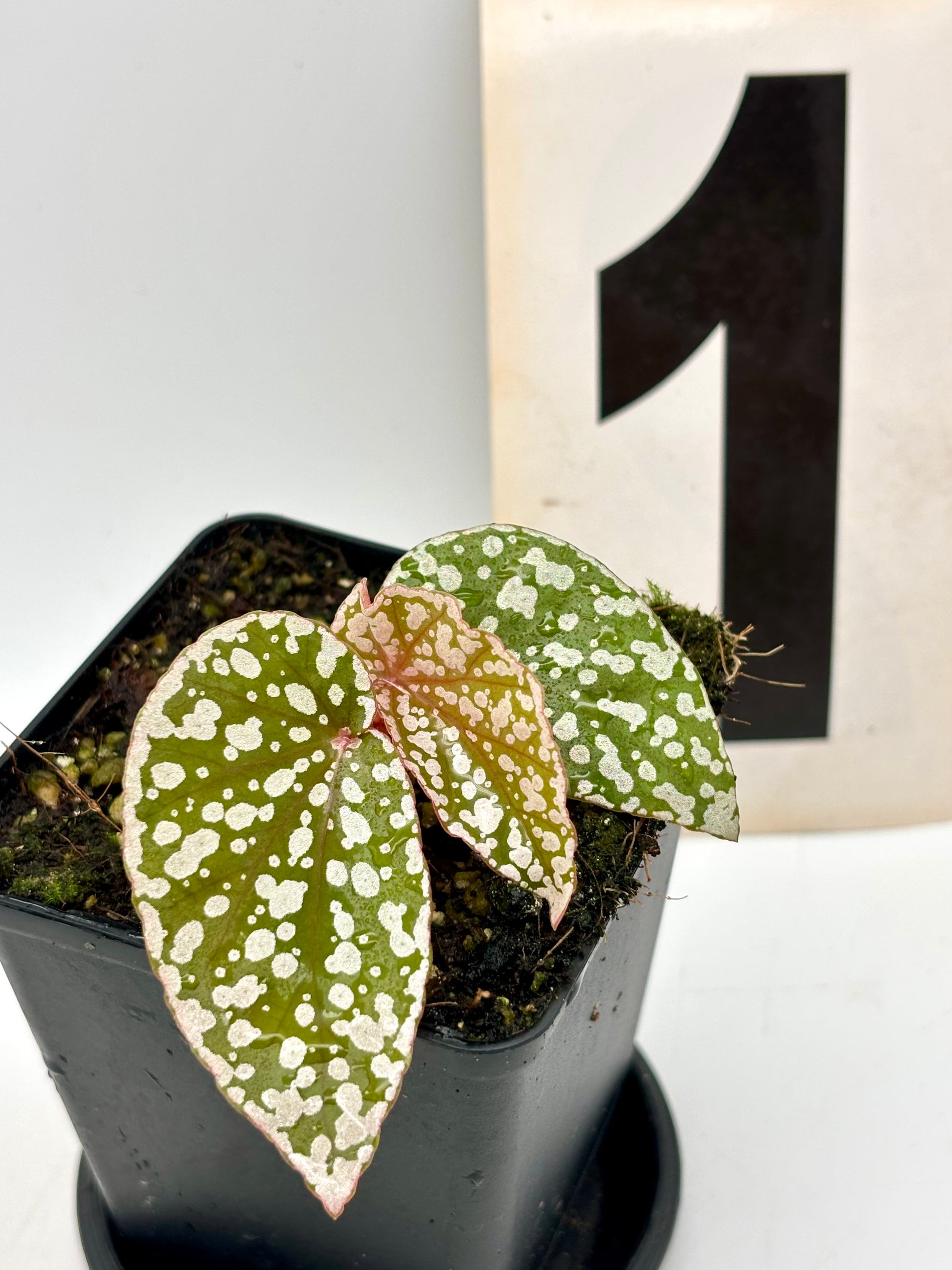 Begonia Snowcap