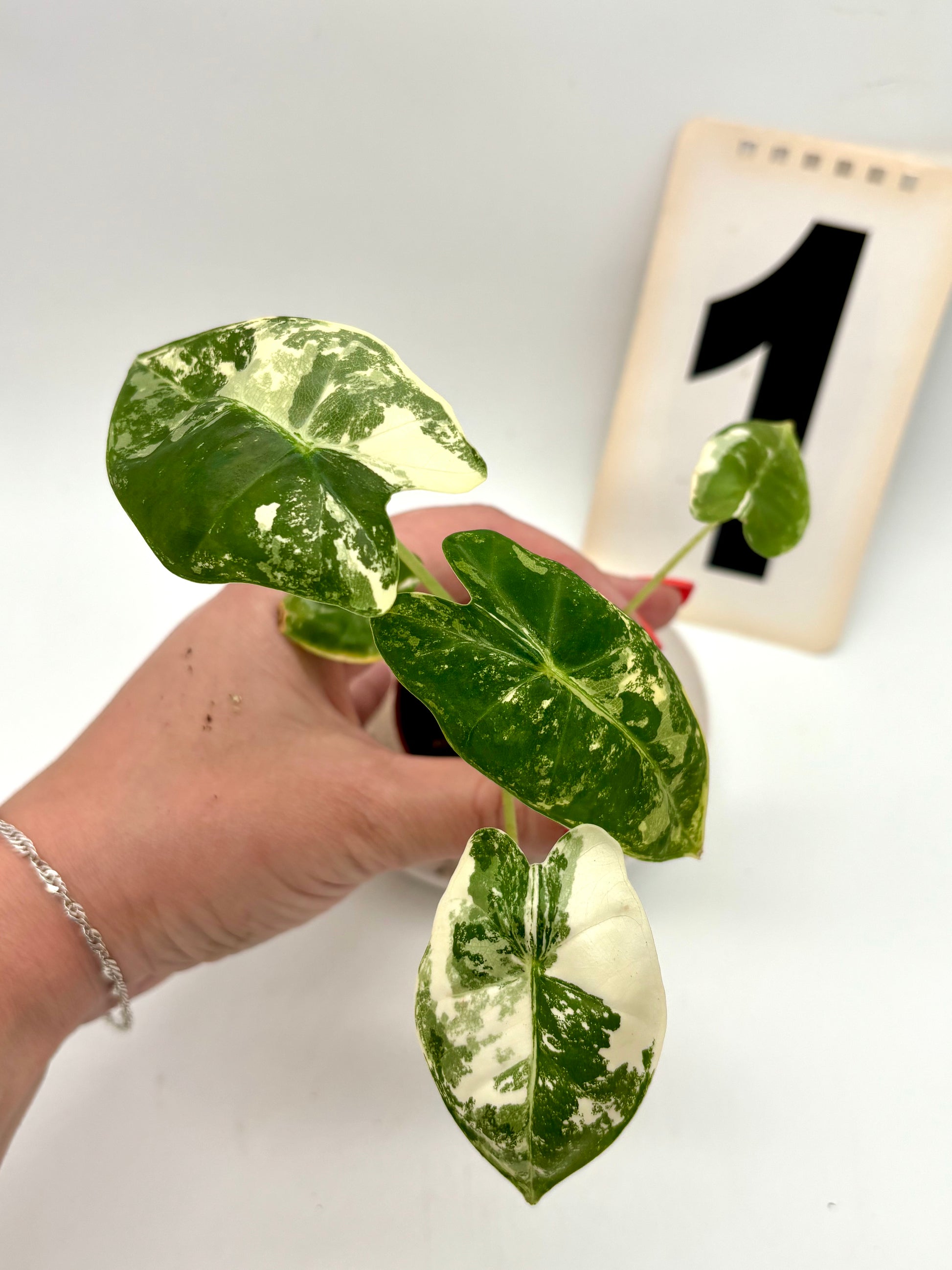 Alocasia Frydek Variegata