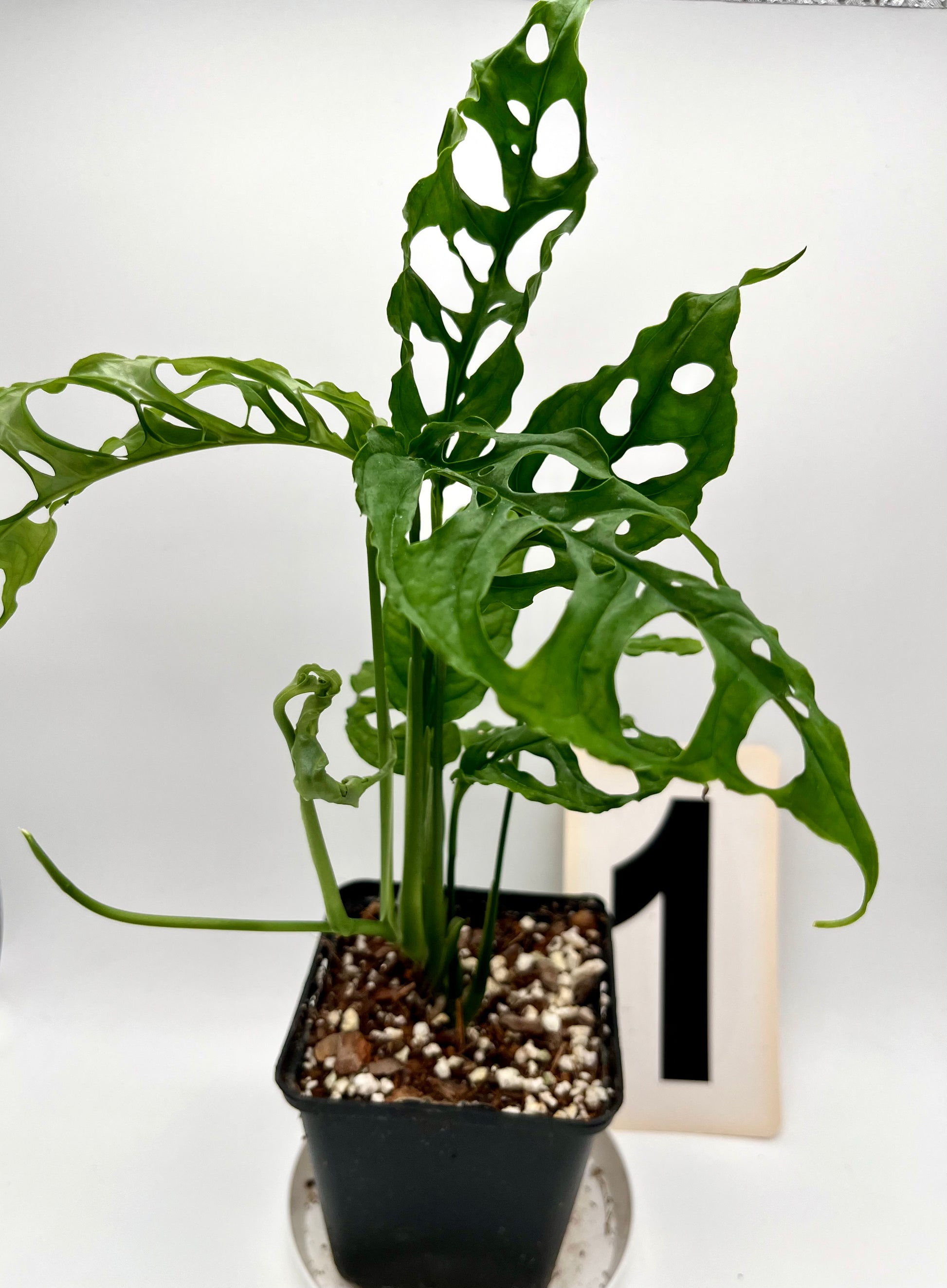 Monstera Obliqua Peru