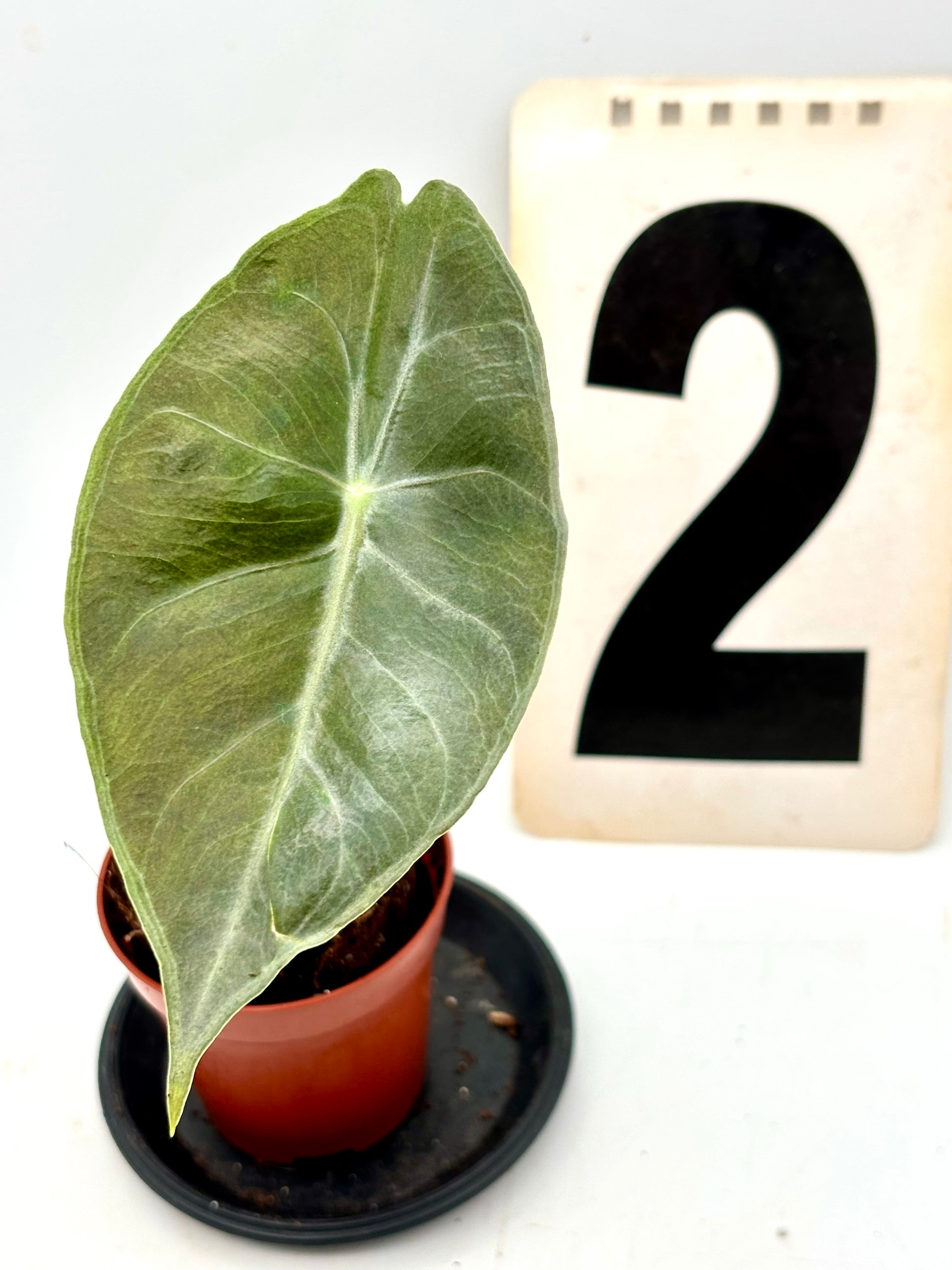 Alocasia Morocco