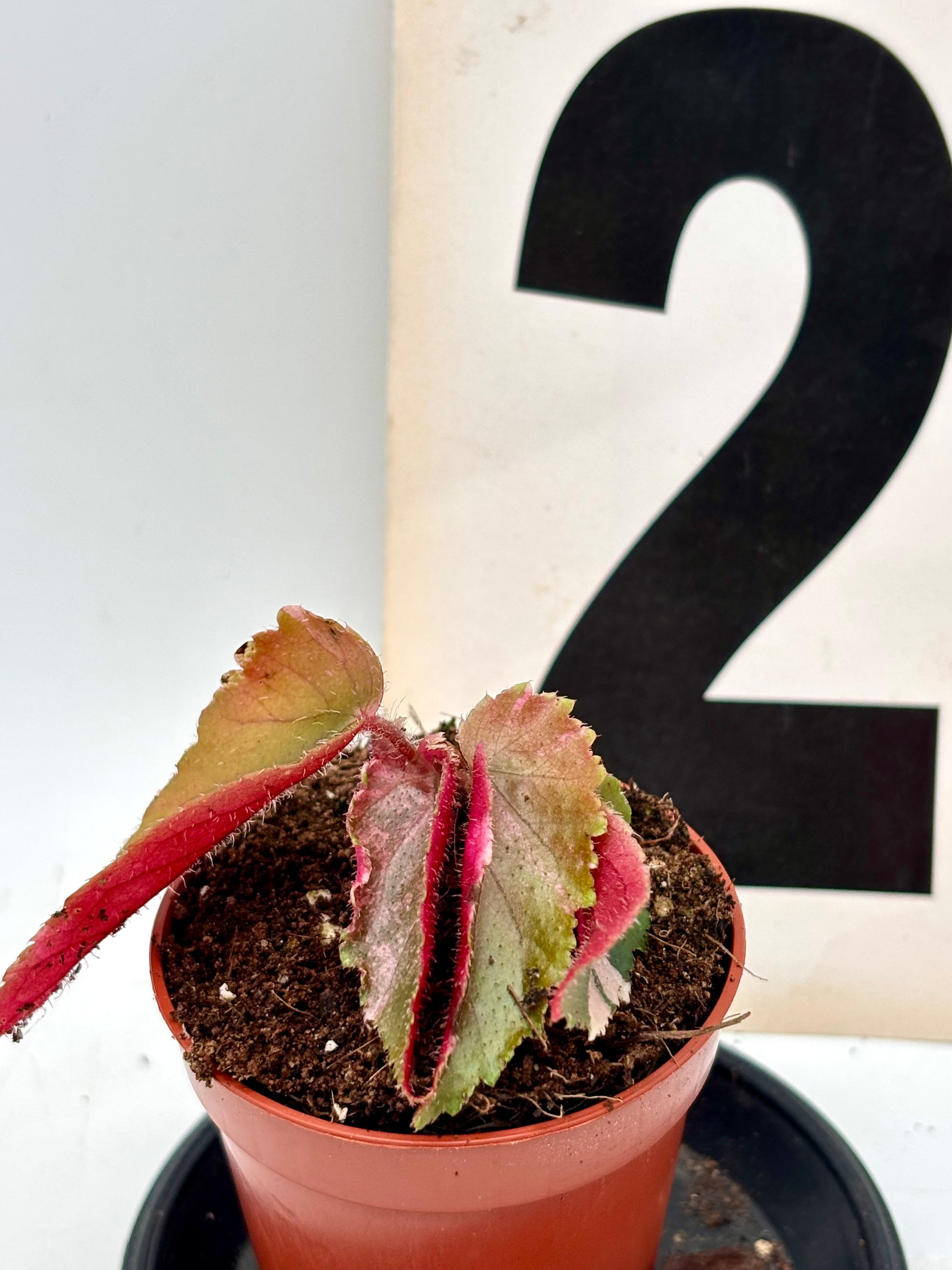 Begonia Ginny Galaxy Variegata