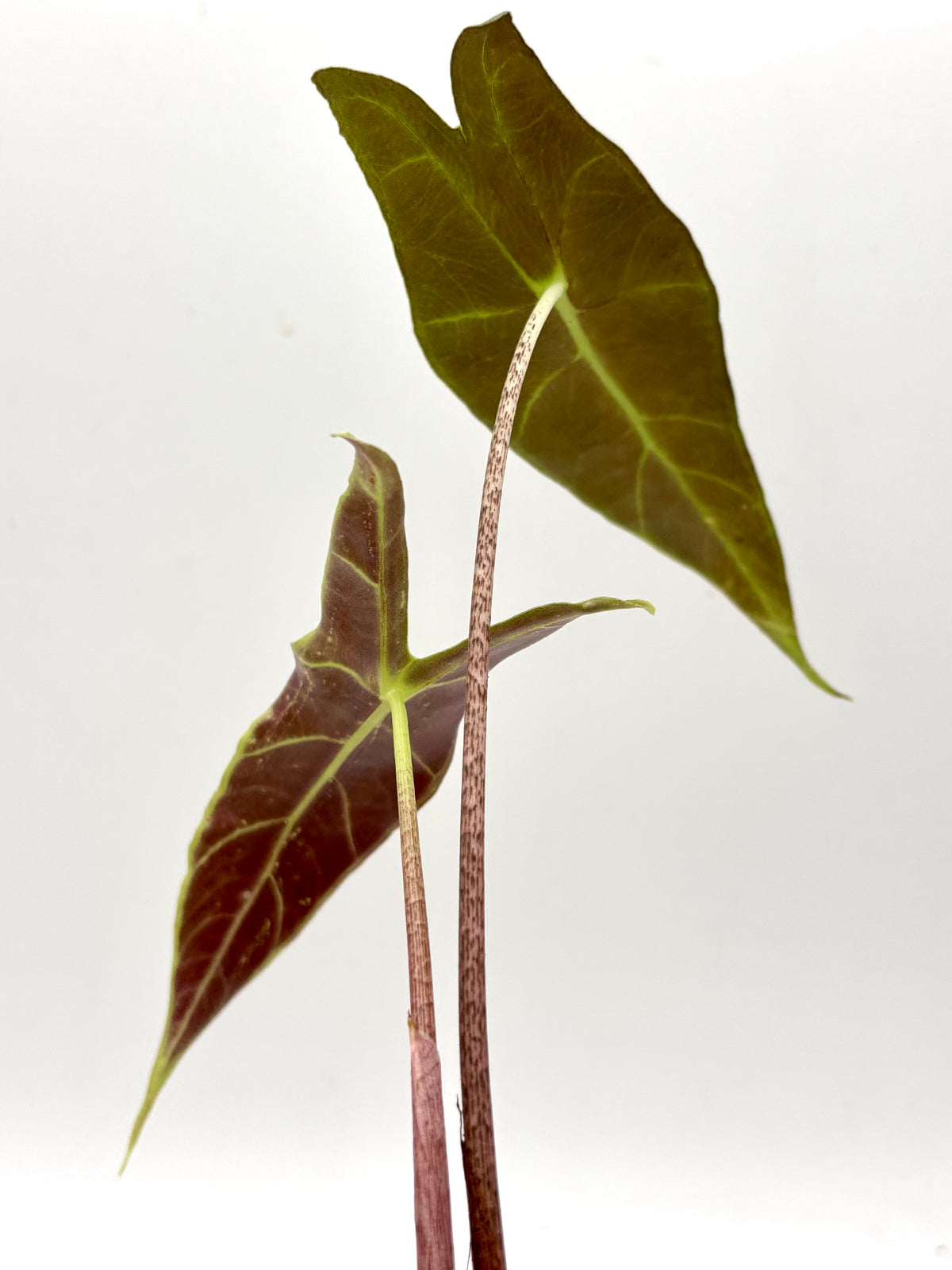 Alocasia Longiloba NOID