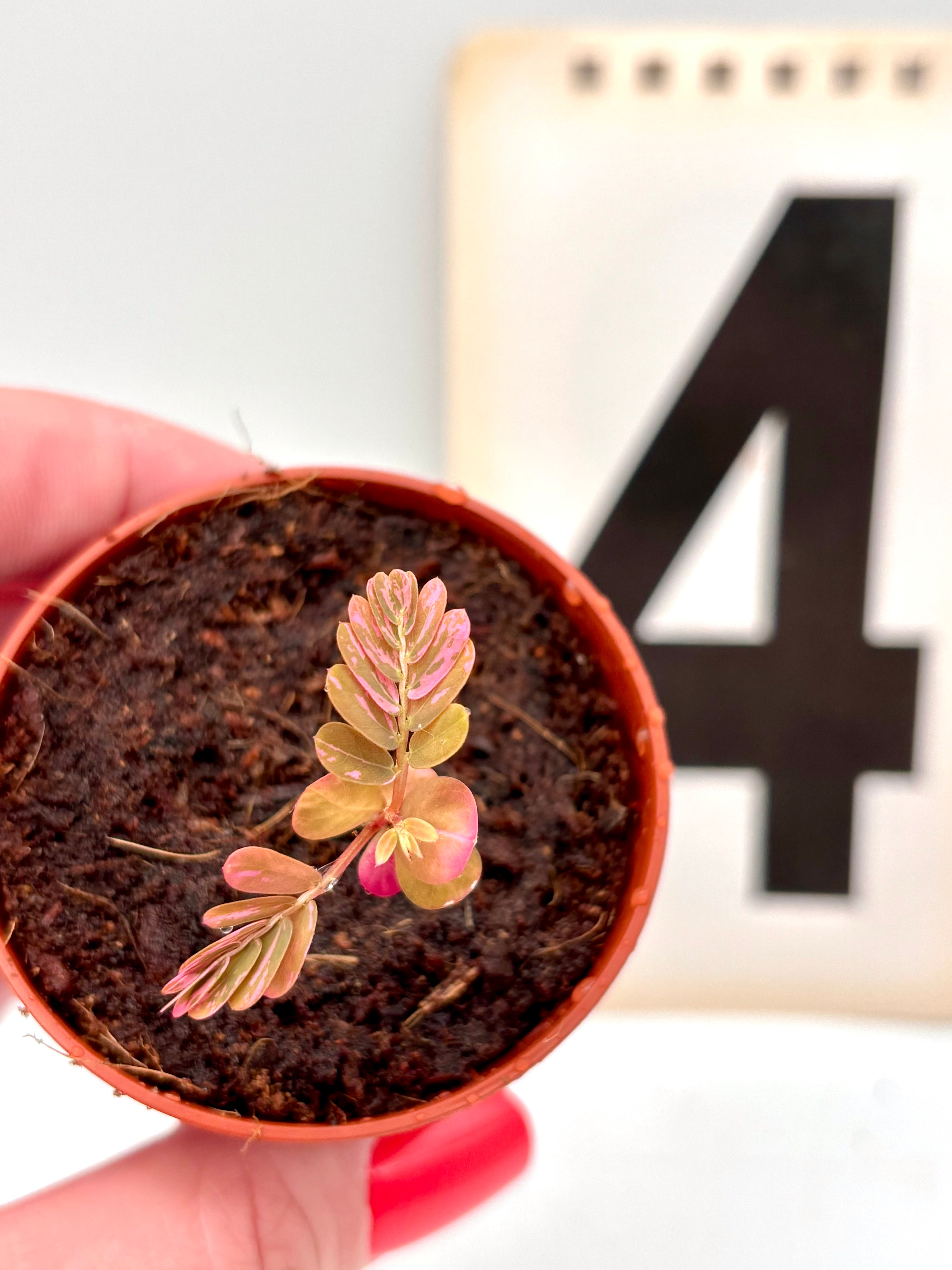 Phyllanthus Urinaria Pink Variegata – Exotic-Flowers