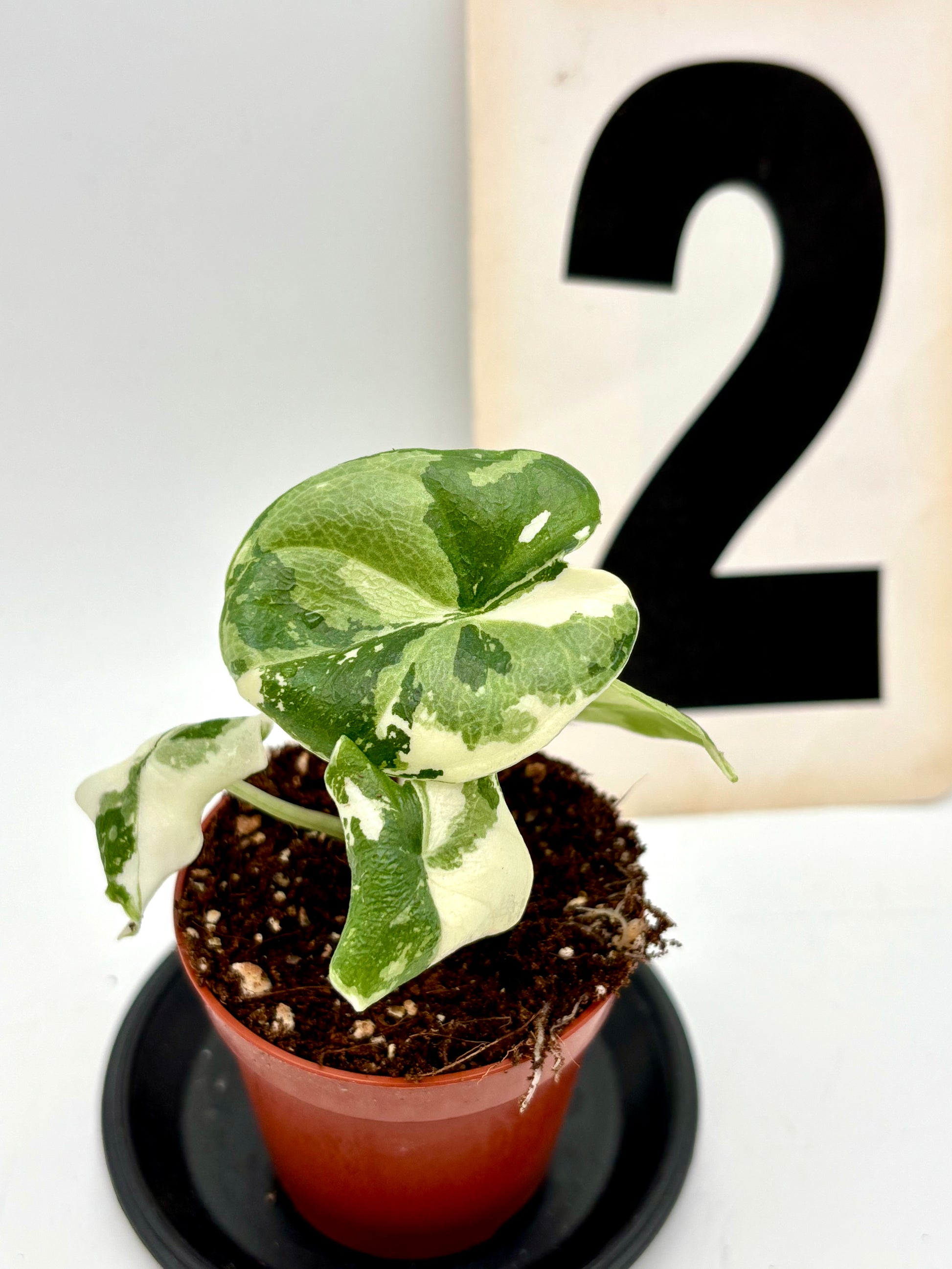 Alocasia Melo Albo Variegata Pflanze mit grünen und weißen variierten Blättern, exotische Zimmerpflanze von Exotic-Flowers