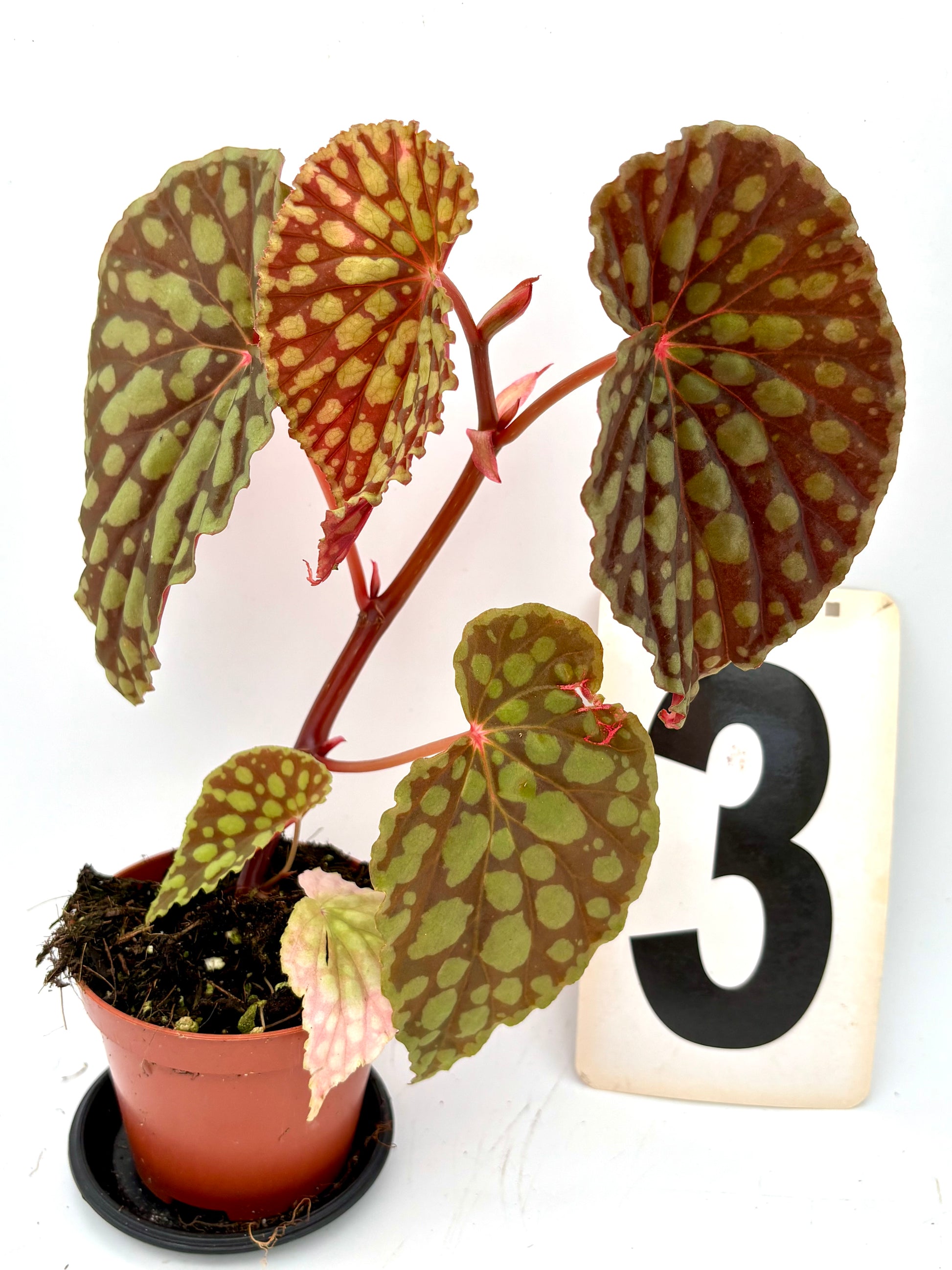 Begonia Chlorosticta Pflanze mit grünen Blättern und weißen Flecken, exotische Blumen von Exotic-Flowers, Nahaufnahme der Blätter