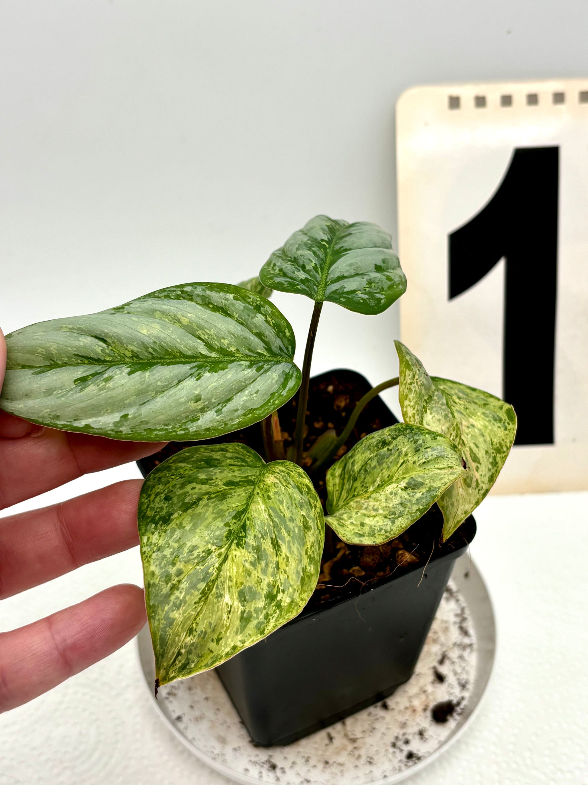 Philodendron Sodiroi Variegata - Exotic-Flowers