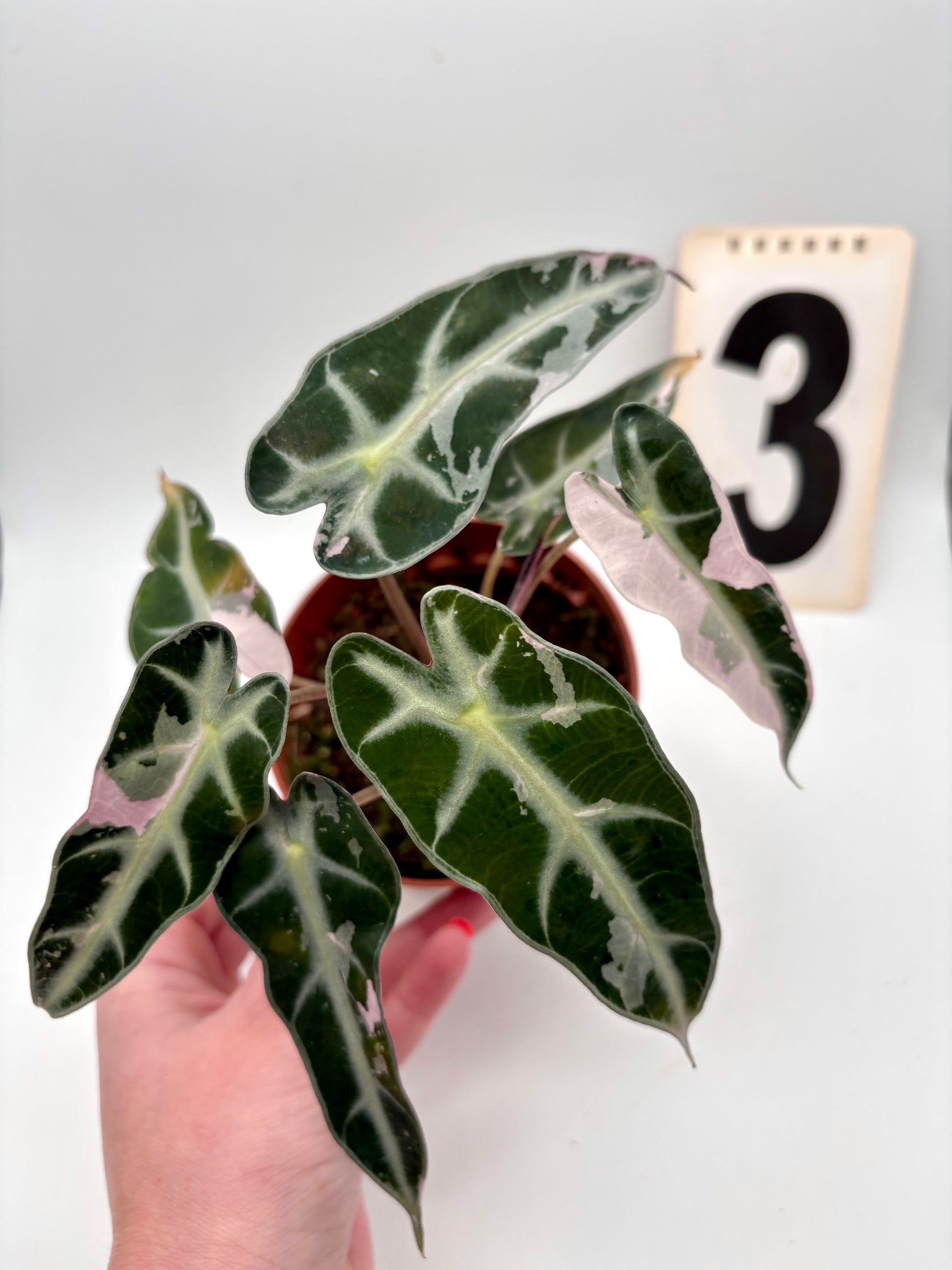 Alocasia Bambino Variegata