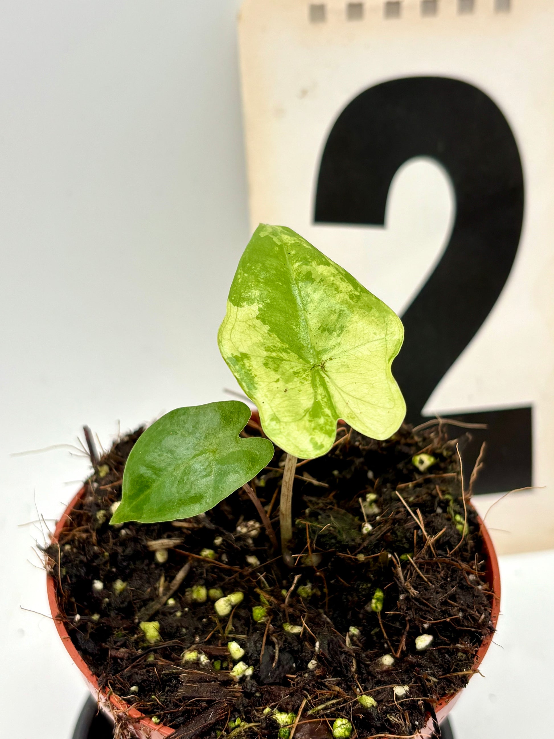 Alocasia Batwing Variegata