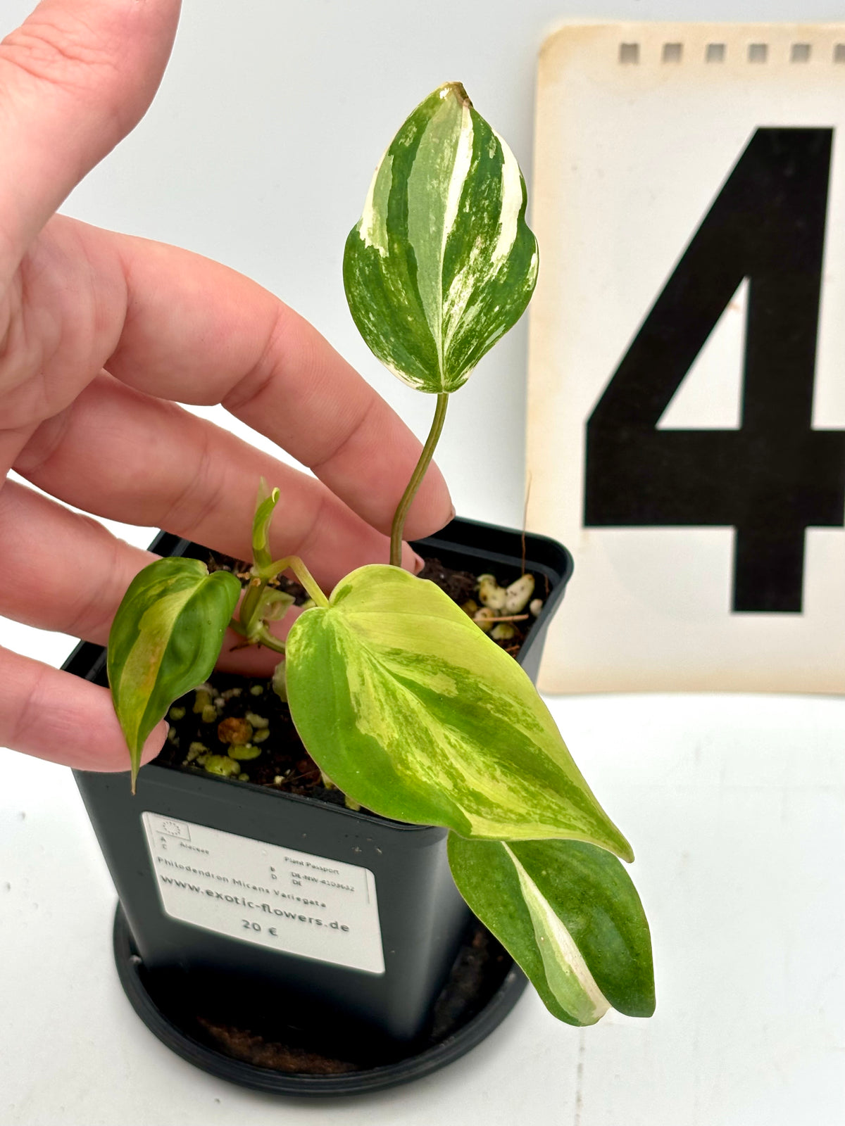 Philodendron Micans Variegata von Exotic-Flowers mit grünen und variegierten Blättern, detailreiche Nahaufnahme der Pflanze