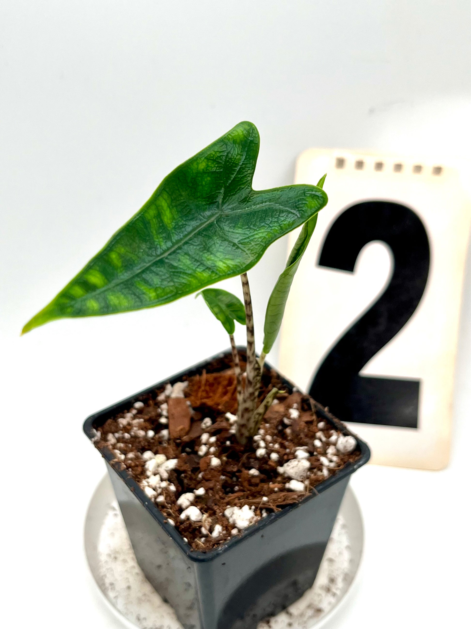 Alocasia Reticulata