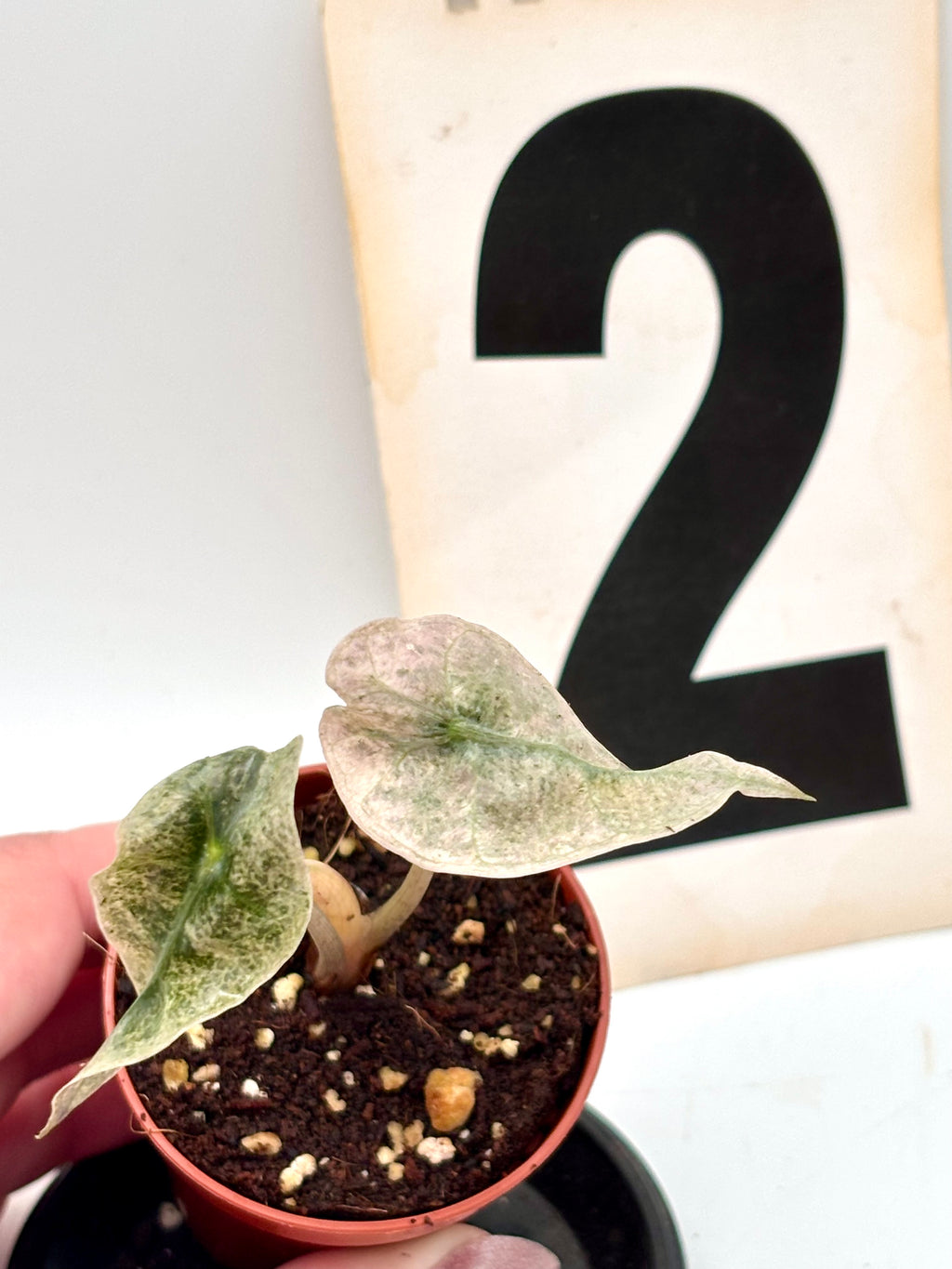 Alocasia Polly Pink Mutation