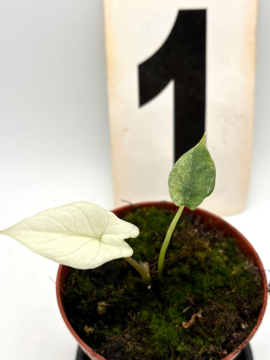 Alocasia Scalprum mint Variegata