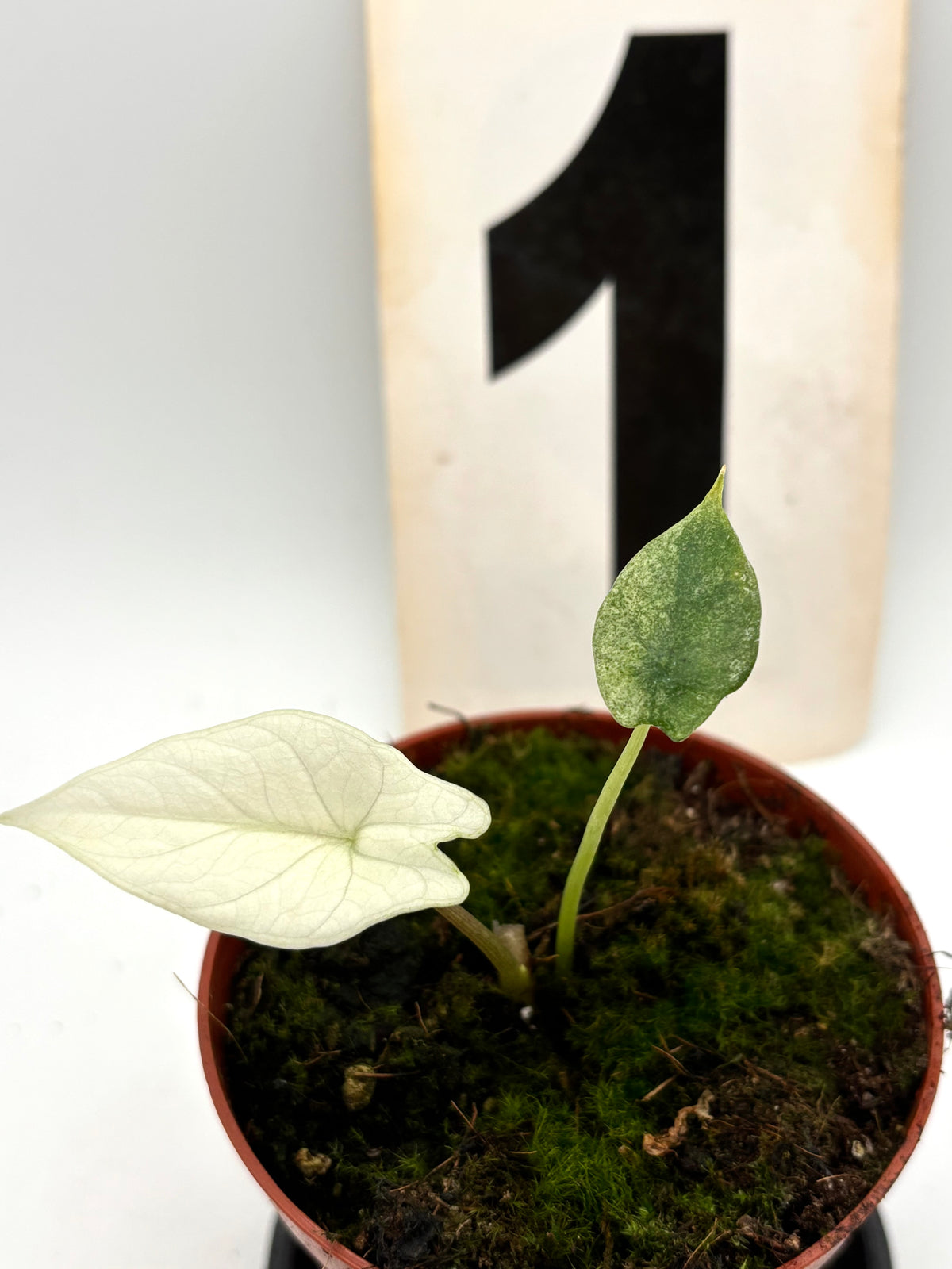 Alocasia Scalprum mint Variegata