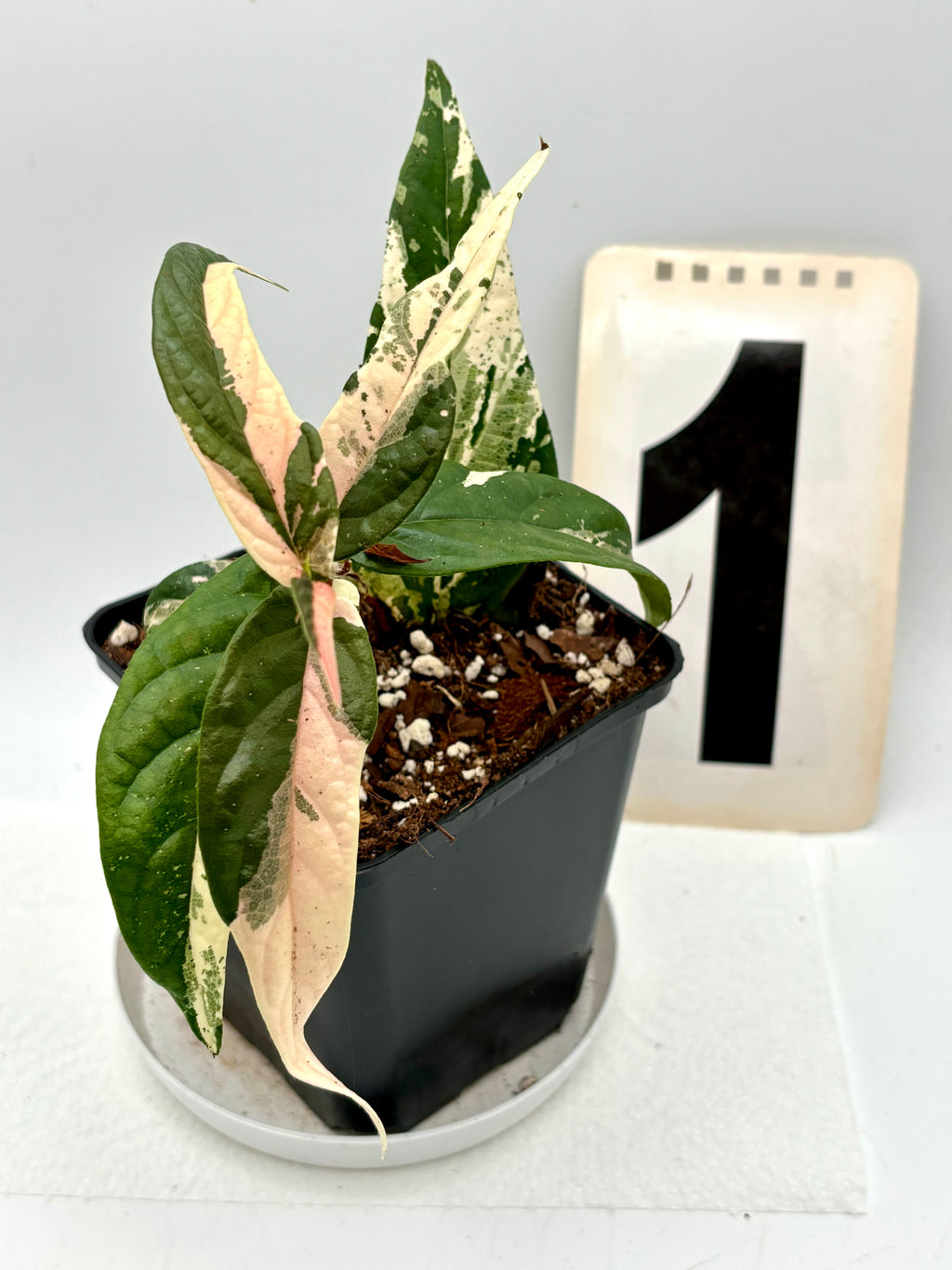 Ficus Sagittata Pink Variegata Pflanze mit grünen und rosa Blättern, im Top, von Exotic-Flowers.