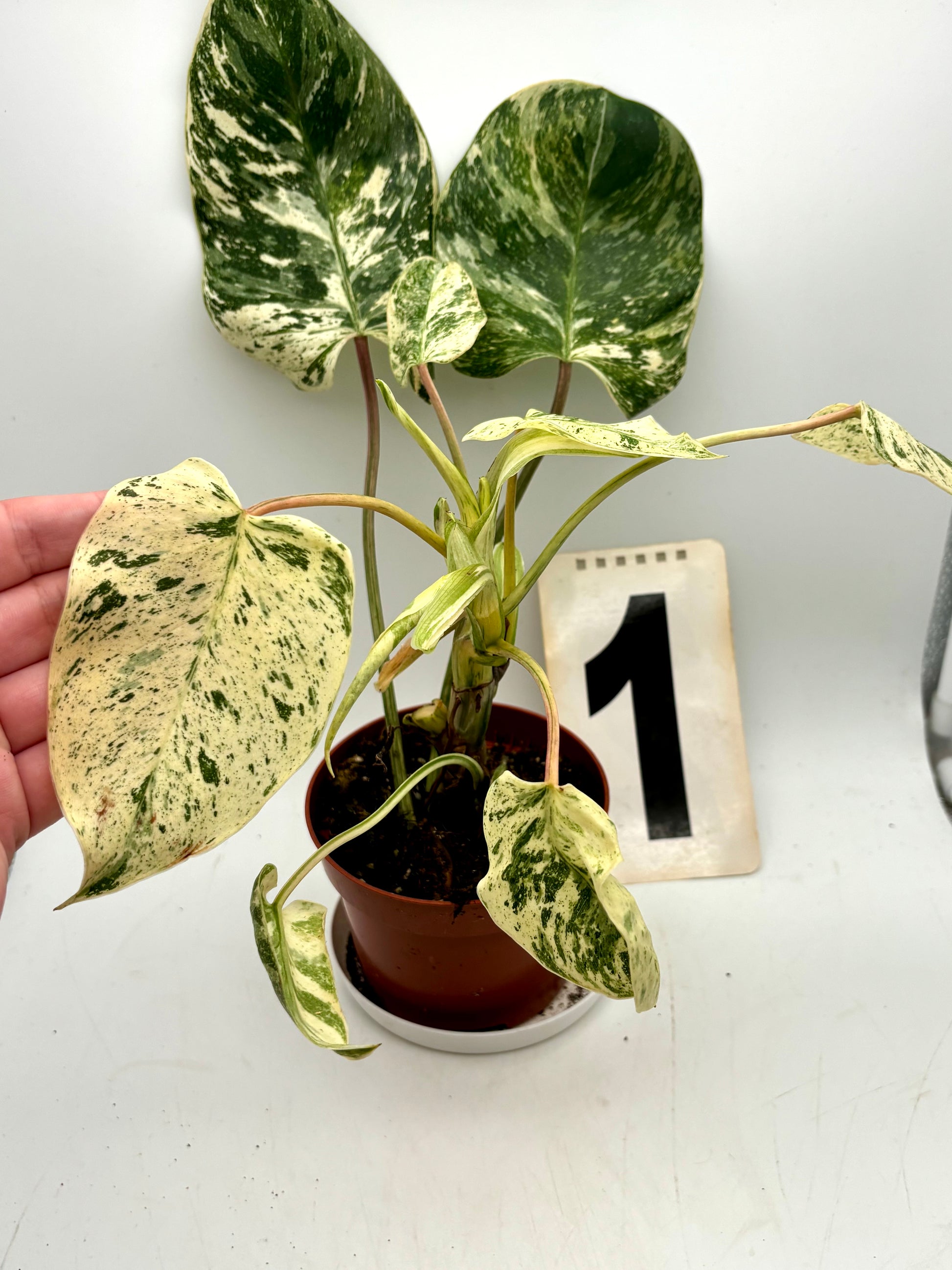 Philodendron Emerald Queen Variegata