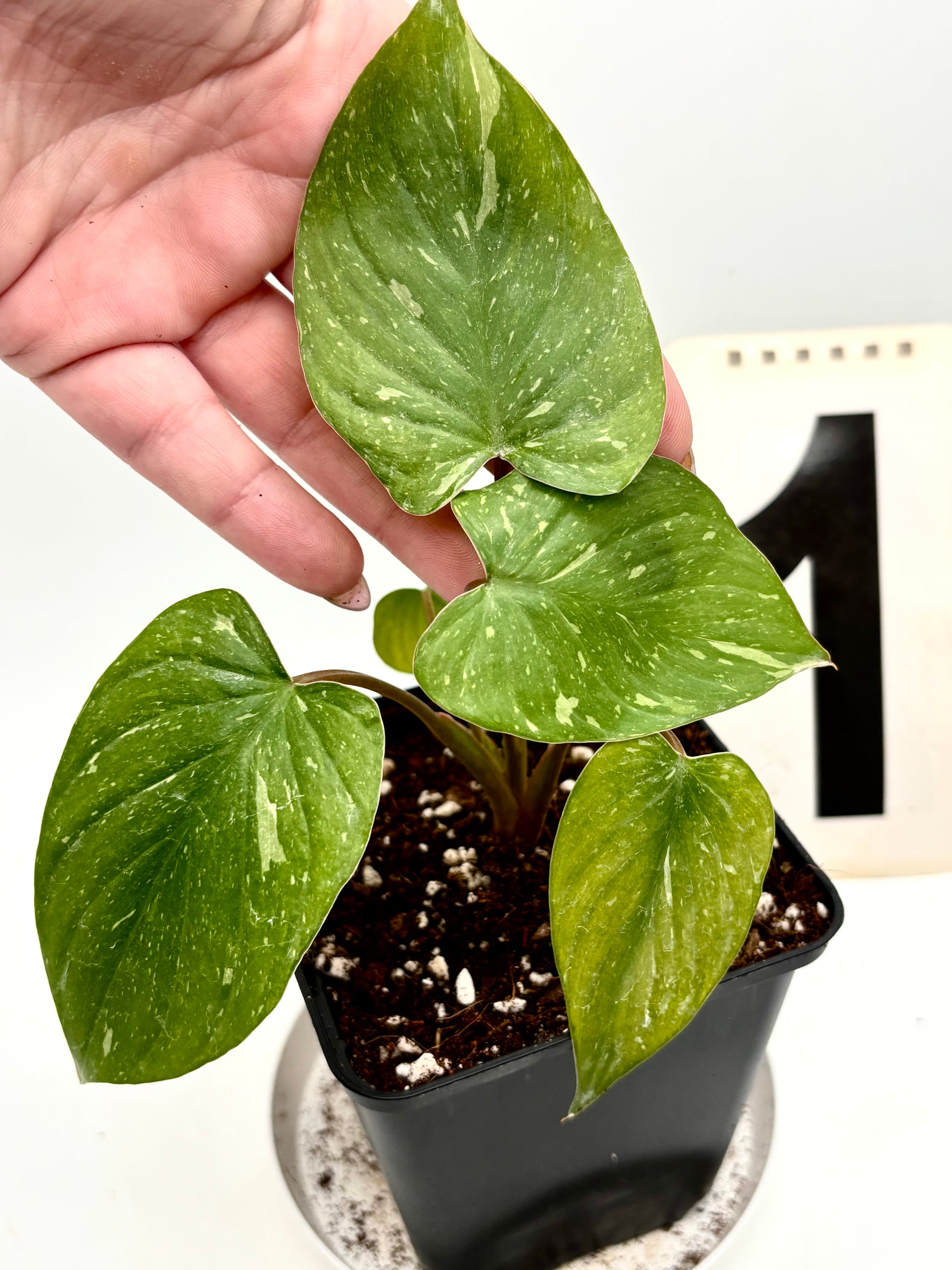 Homalomena Rubescens Variegata