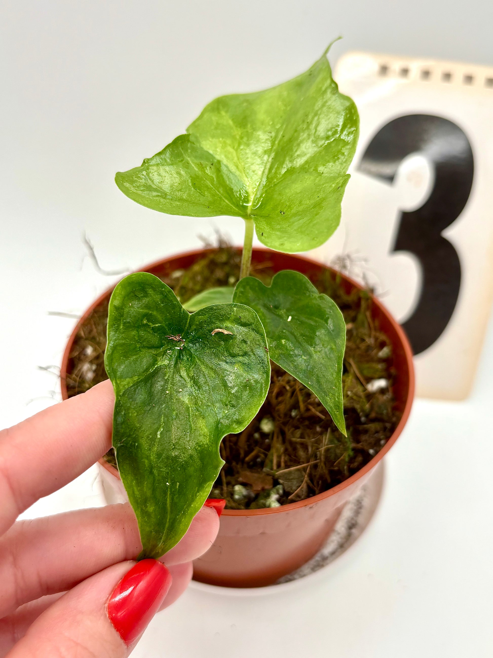 Alocasia Bat Wing Variegata