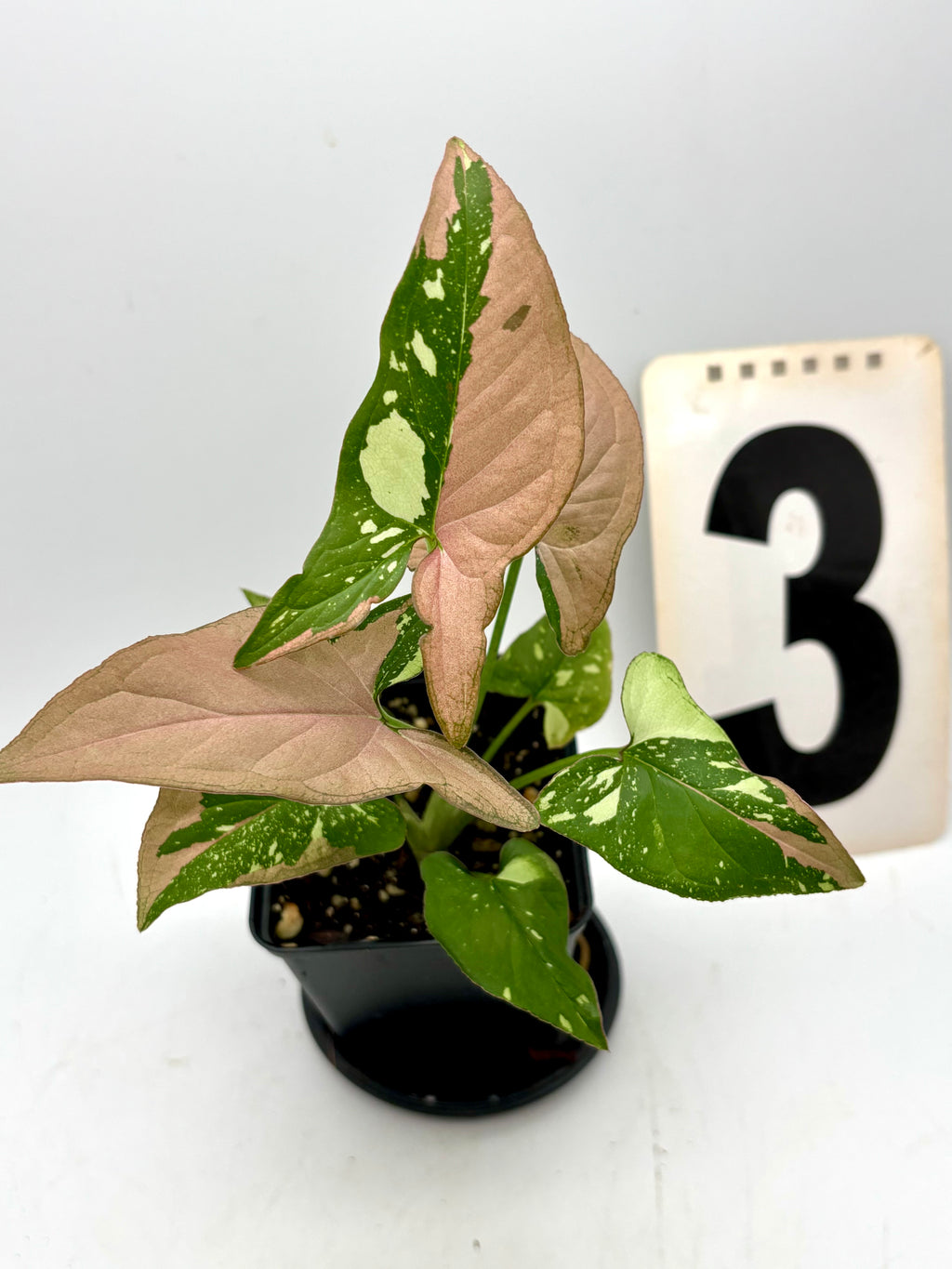 Syngonium Red Spot Tricolor Pflanze von Exotic-Flowers mit grünen, roten und weißen Blättern, im Top.