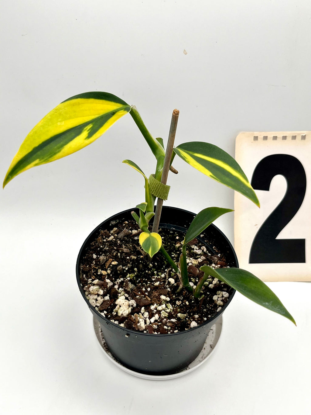 Scindapsus Coriaceus Variegata