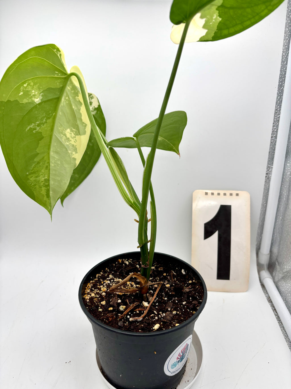 Syngonium Chiapense Variegata Pflanze mit grünen und weißen variierten Blättern, exotische Zimmerpflanze von Exotic-Flowers