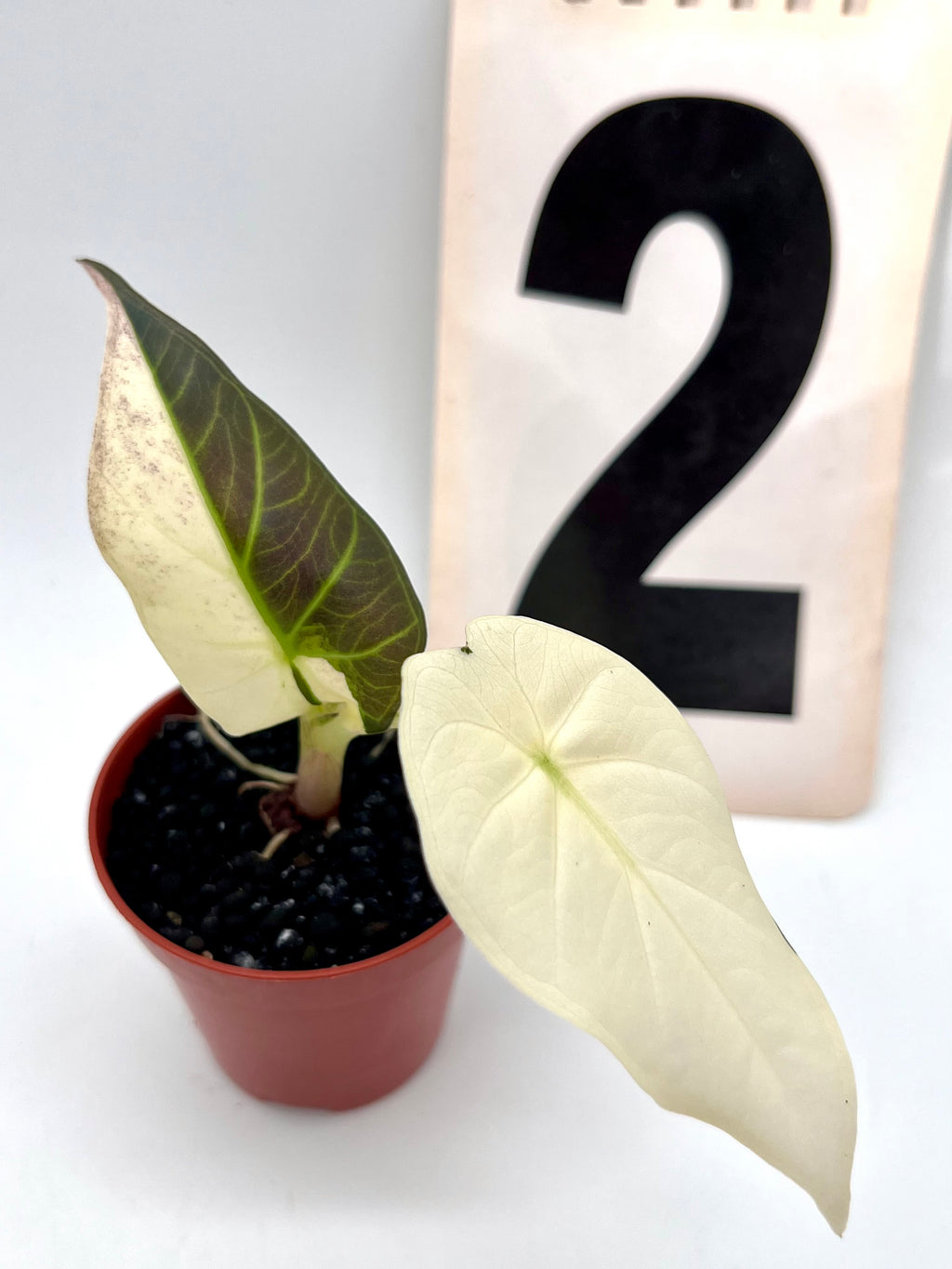 Alocasia Regal Shield Albo Variegata