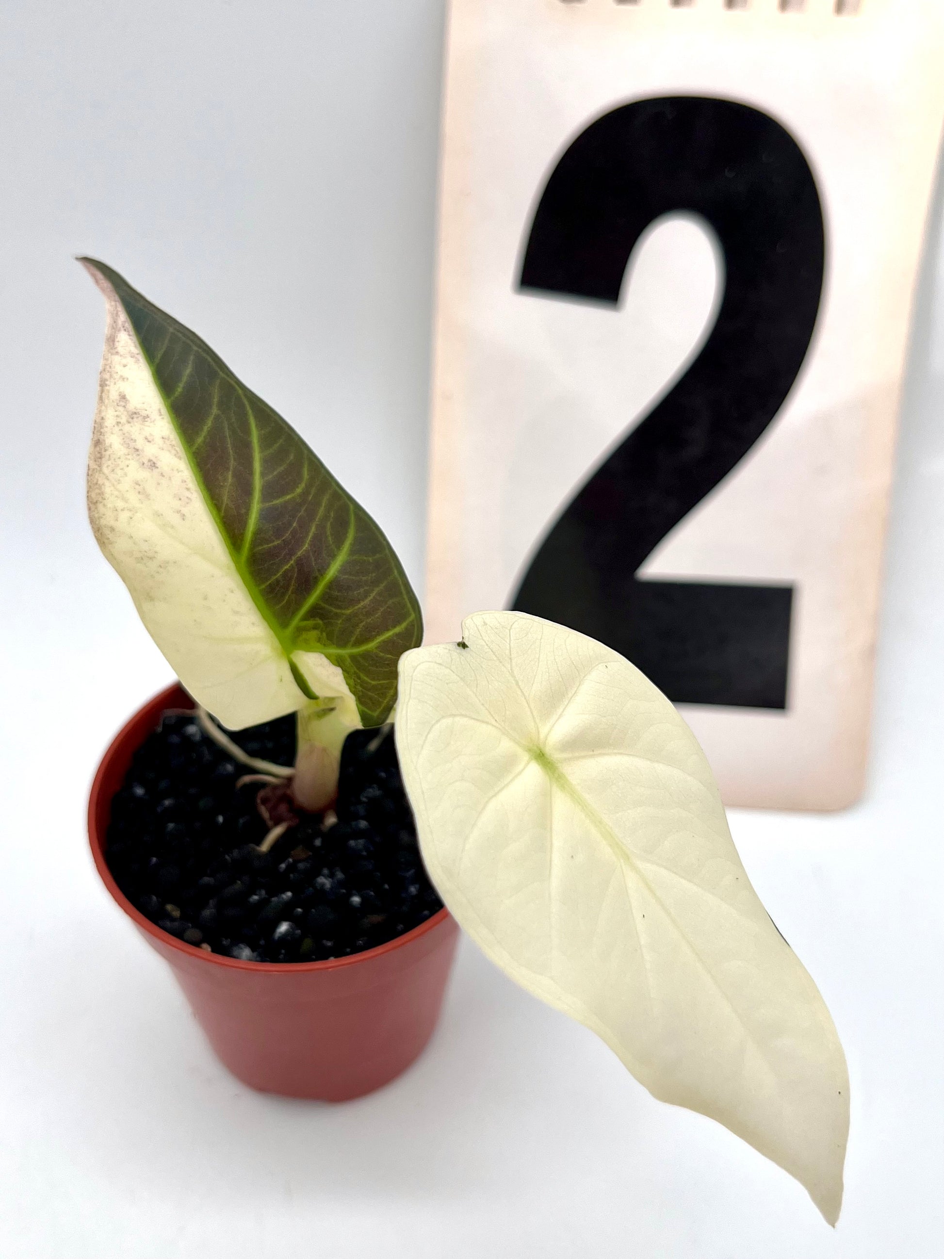 Alocasia Regal Shield Albo Variegata
