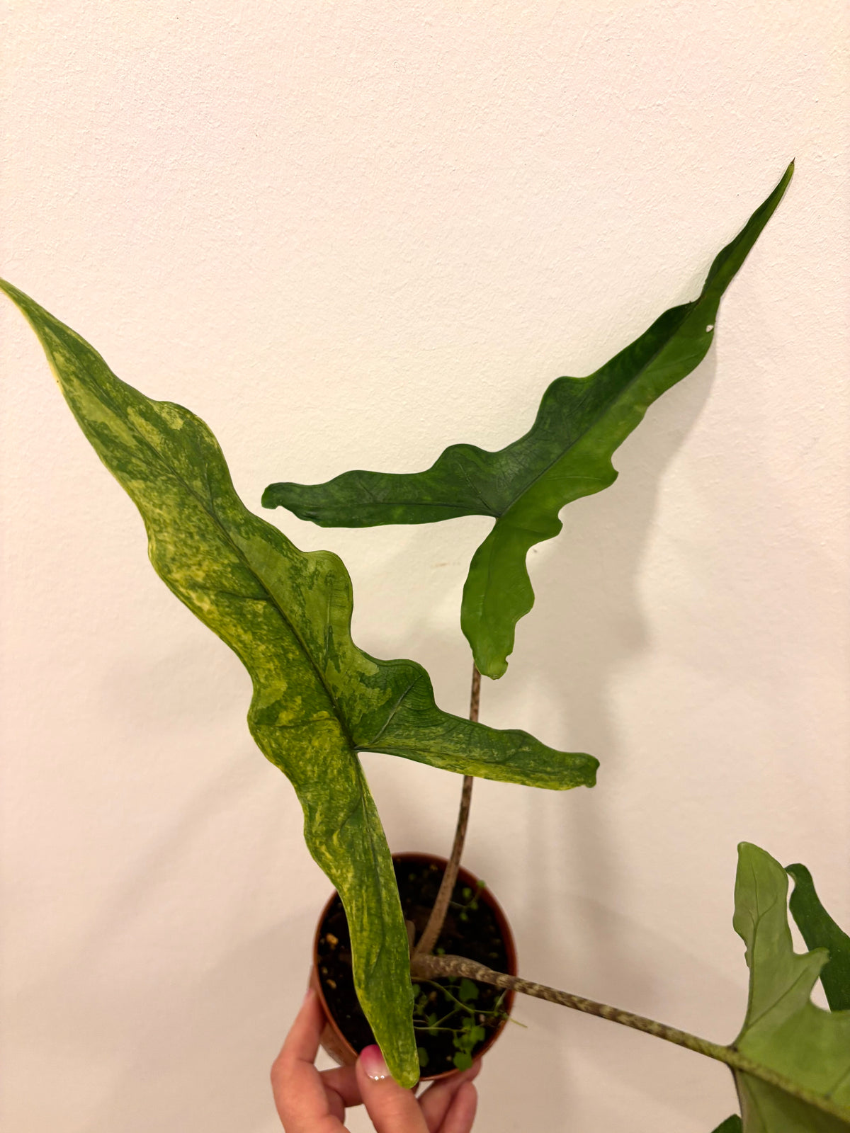 Alocasia Sabrina Variegata Pflanze mit großen, grün-weißen, gemusterten Blättern, im Topf auf einer Fensterbank.