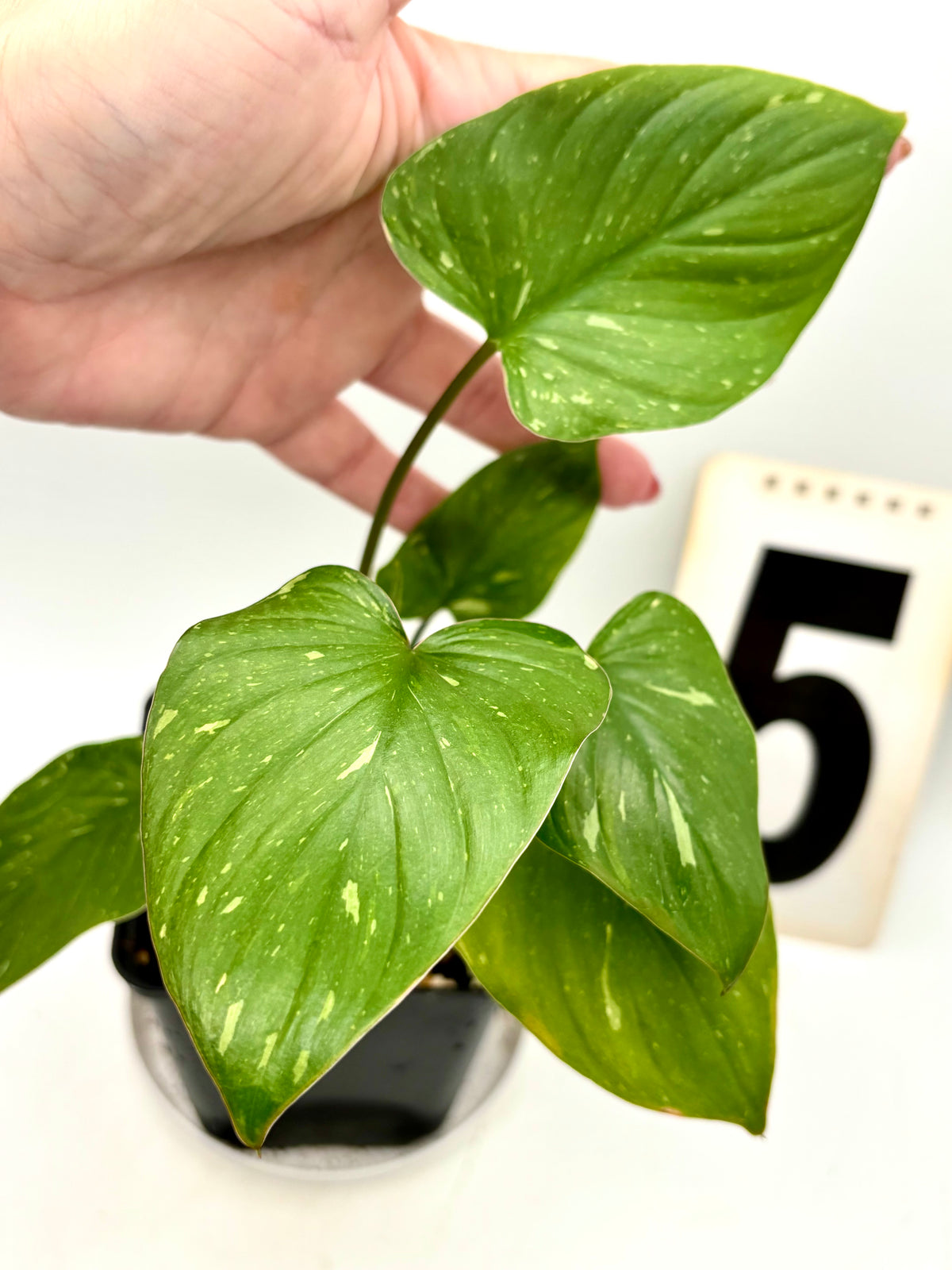Homalomena Rubescens Variegata