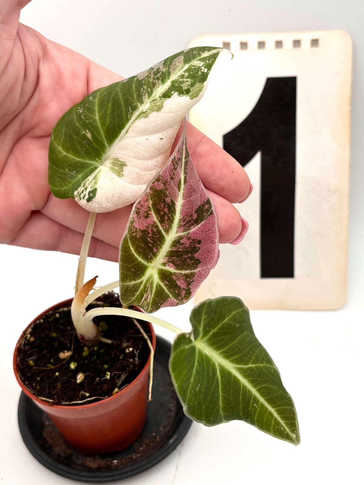 Alocasia Black Velvet Variegata Pflanze von Exotic-Flowers, mit dunkelgrünen Blättern und schwarzen Velvet-Texturen, Nahaufnahme