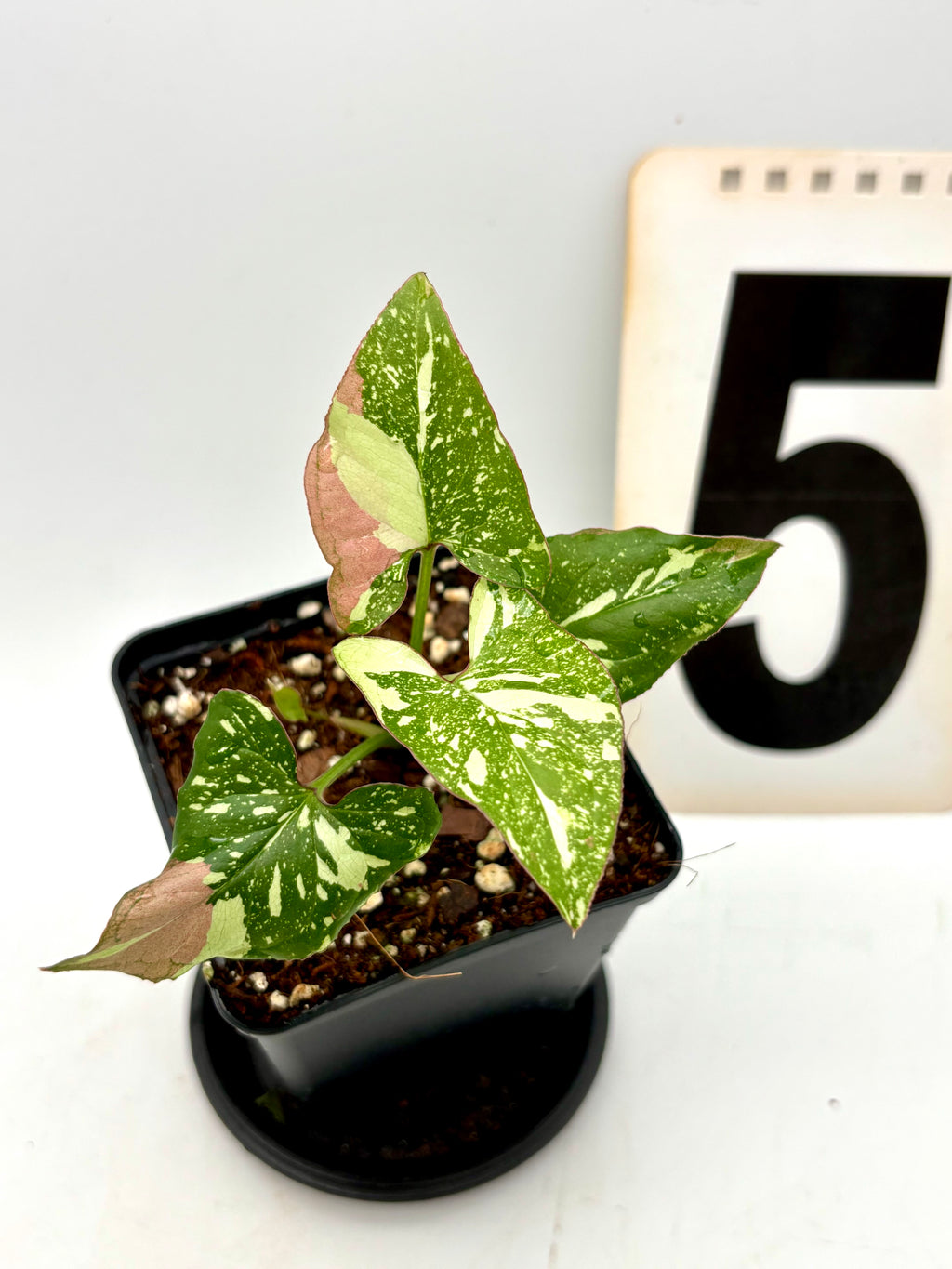 Syngonium Red Spot Tricolor Pflanze von Exotic-Flowers mit grün, rot und weißen gefleckten Blättern, Zimmerpflanze für das Zuhause