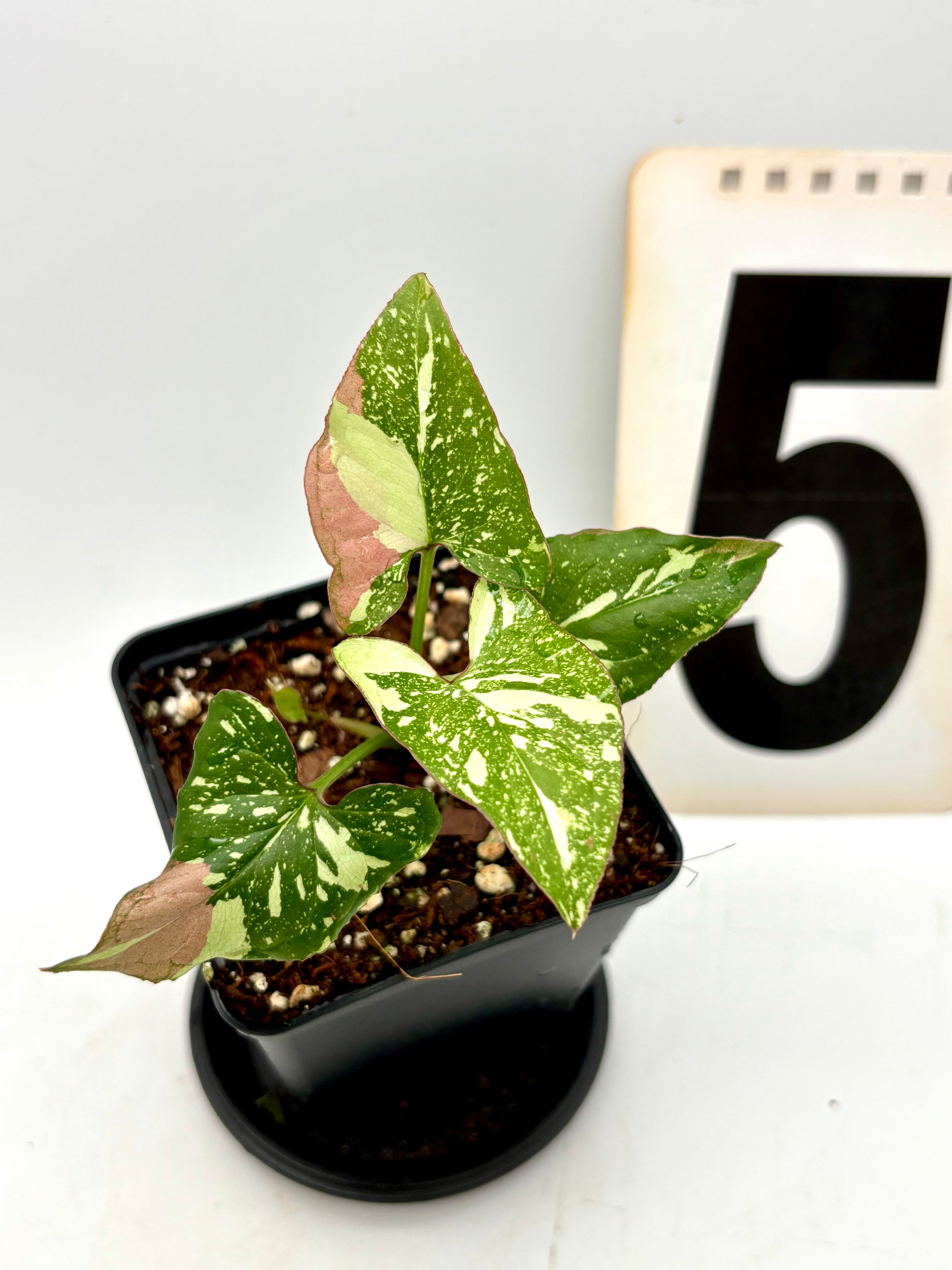 Syngonium Red Spot Tricolor