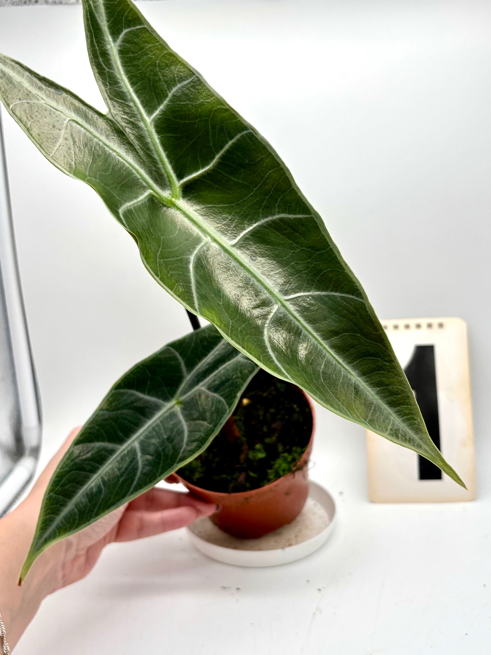 Alocasia Longiloba Silver - Exotic-Flowers