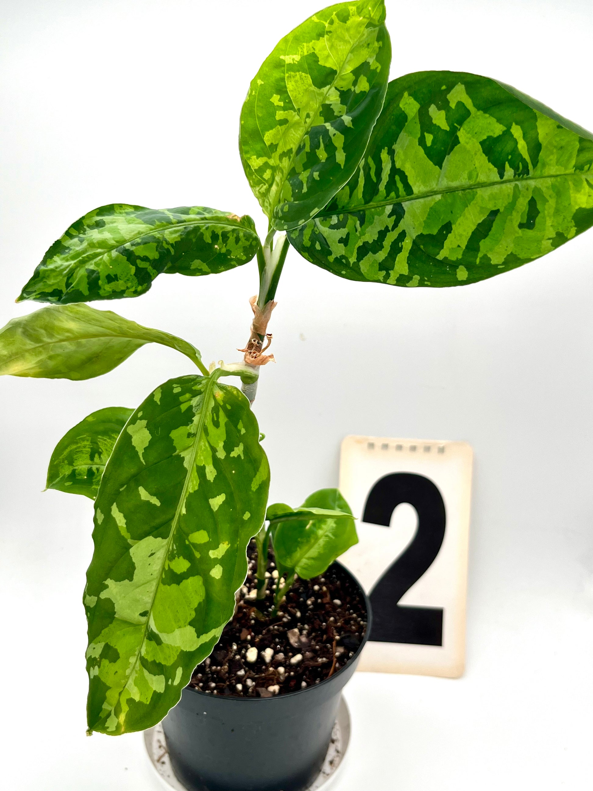 Aglaonema Pictum Tricolor