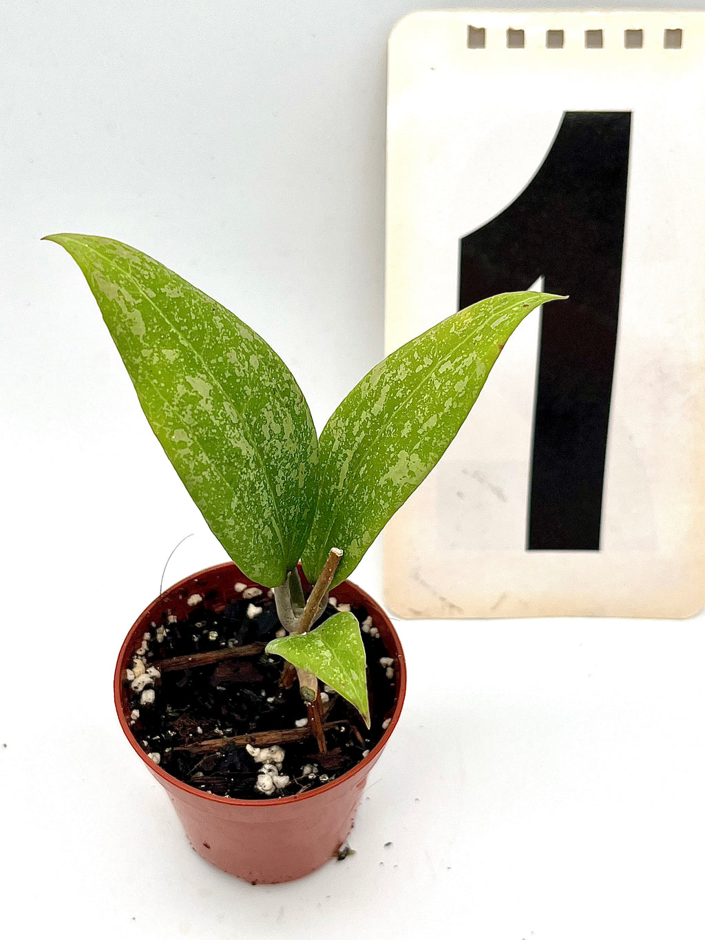 Hoya Wibergiae
