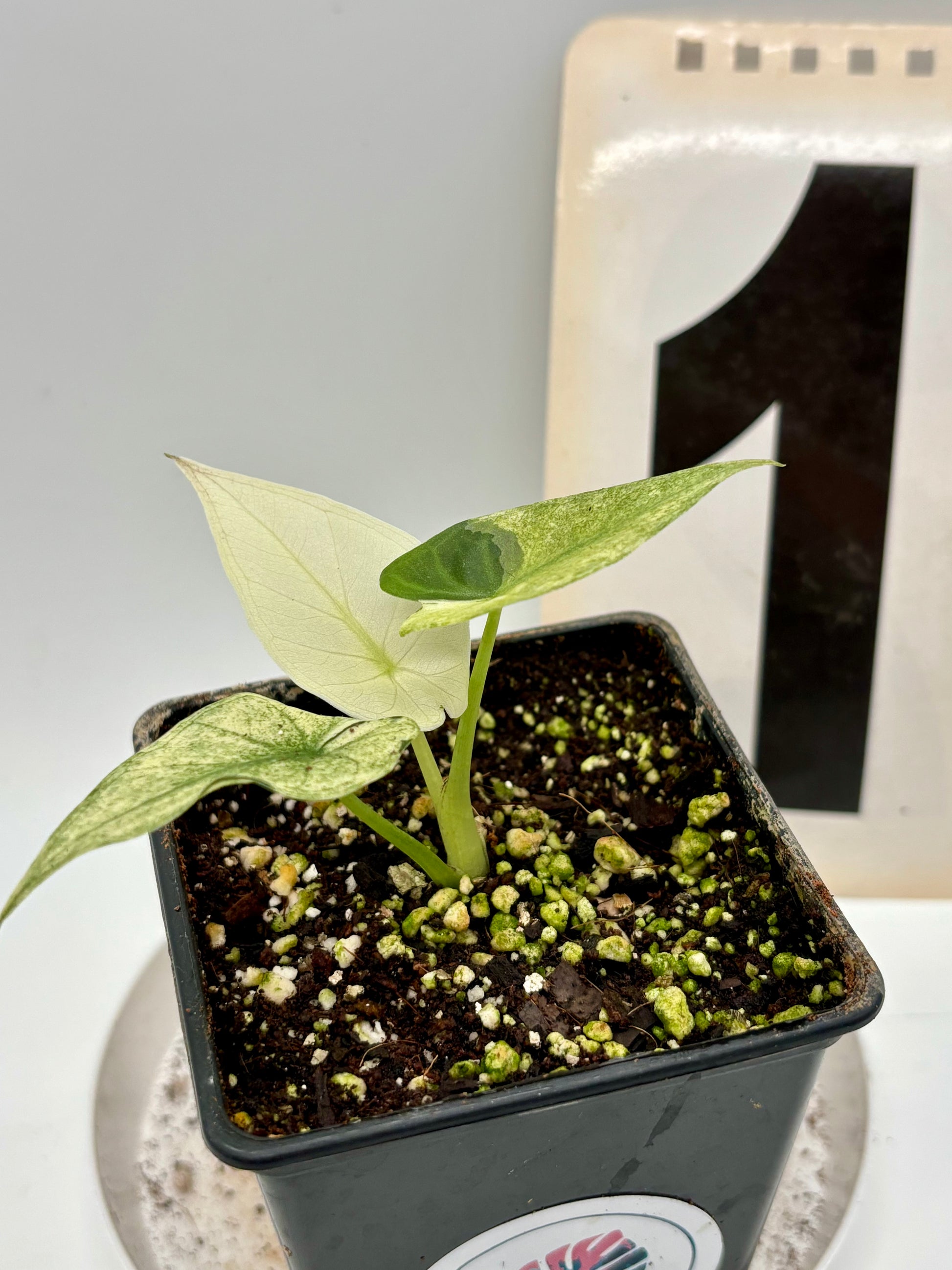 Alocasia Regal Shield Albo Variegata
