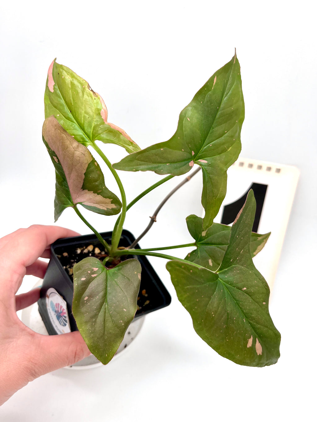 Syngonium Red Spot
