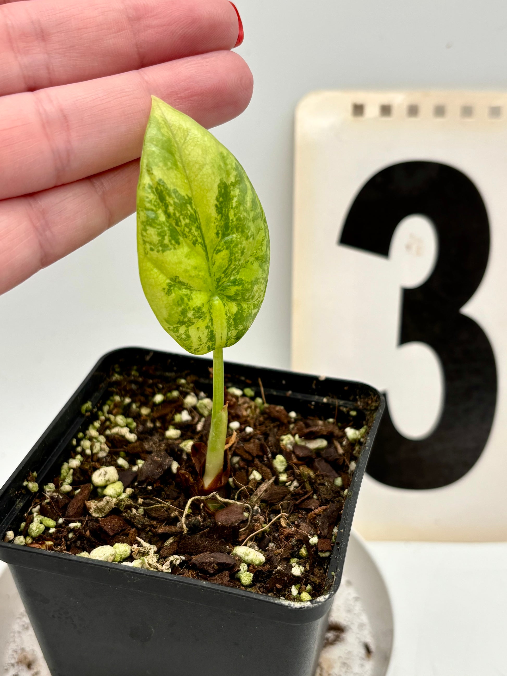 Alocasia Sinuata Variegata - Exotic-Flowers