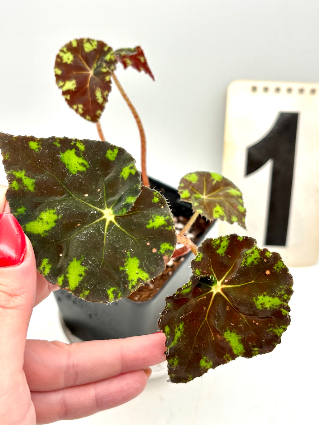 Begonia Bowerae 'Tiger' von Exotic-Flowers mit grünen Blättern und orange-schwarzen Streifen, Pflanze im Top, Nahaufnahme
