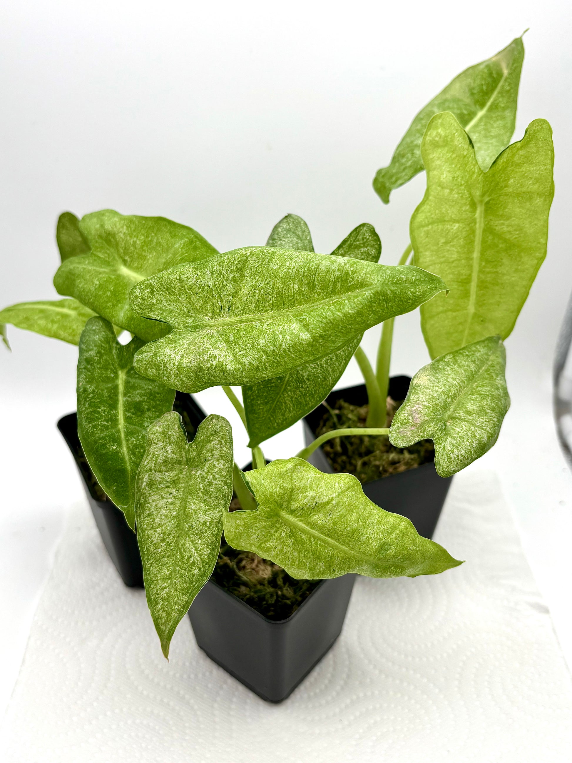 Alocasia Frydek Mint